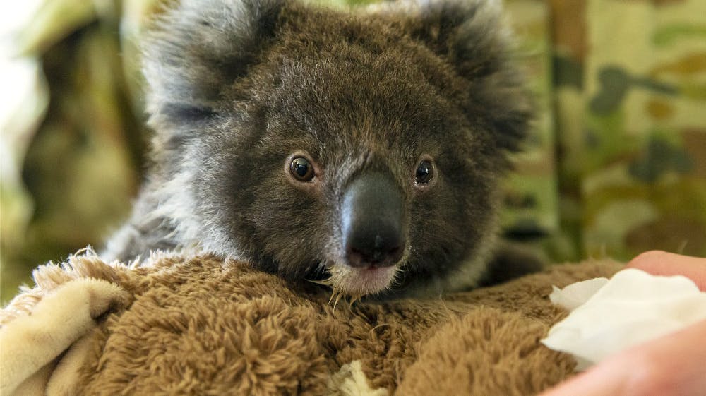 De varme og tørre forhold kombineret med vindstød har udløst advarsel om "ekstrem brandfare" for flere områder af delstaterne Victoria og South Australia. (Arkivfoto). 