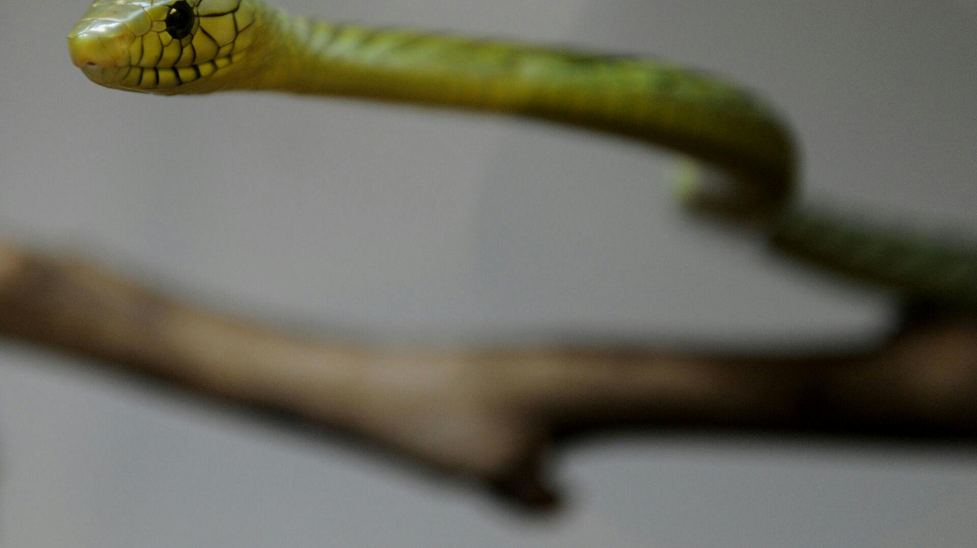 Den uheldige slange slap med skrækken. 