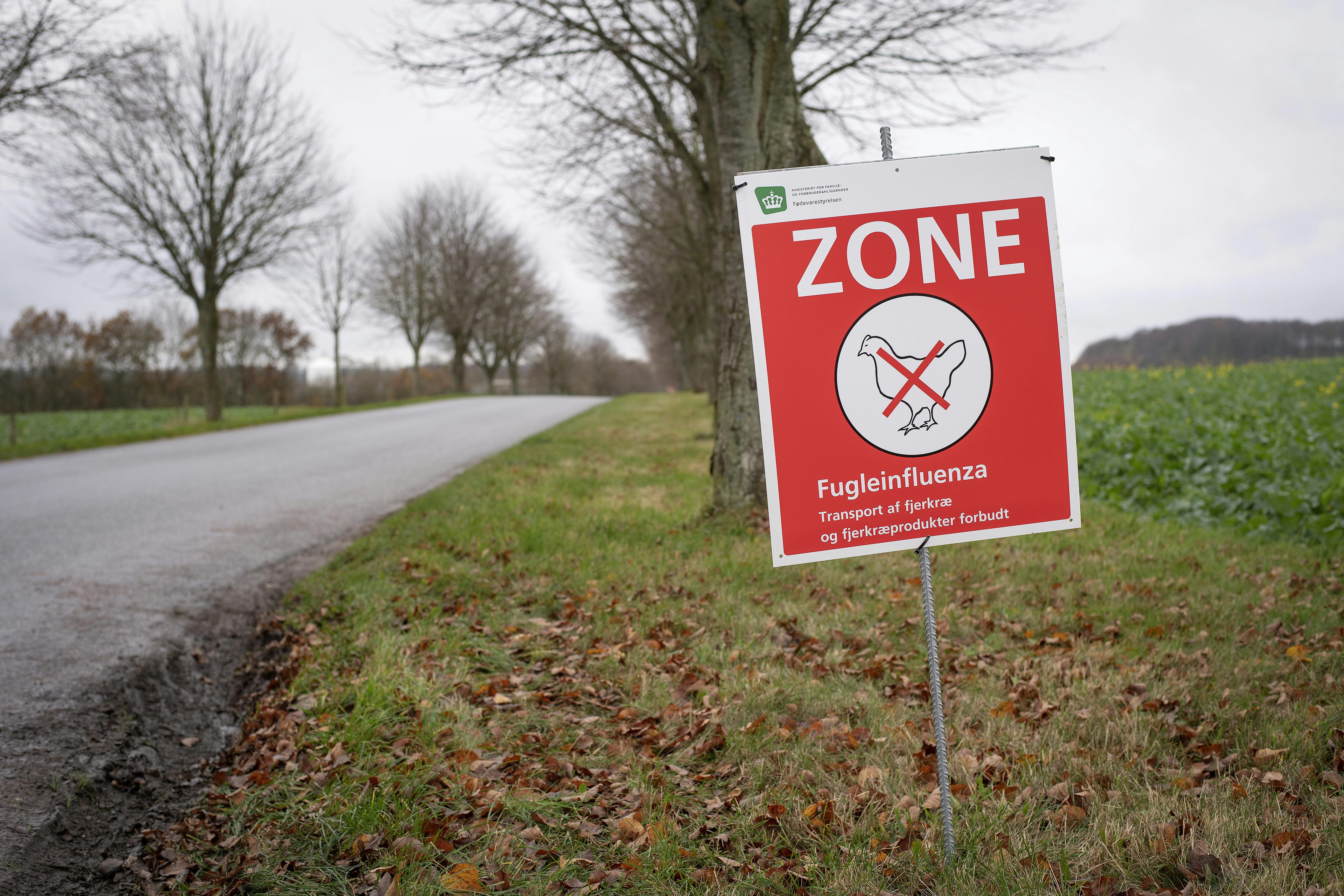 Opkaldene kommer fra borgere, der har bemærket, at fuglene opfører sig anderledes, end de plejer.