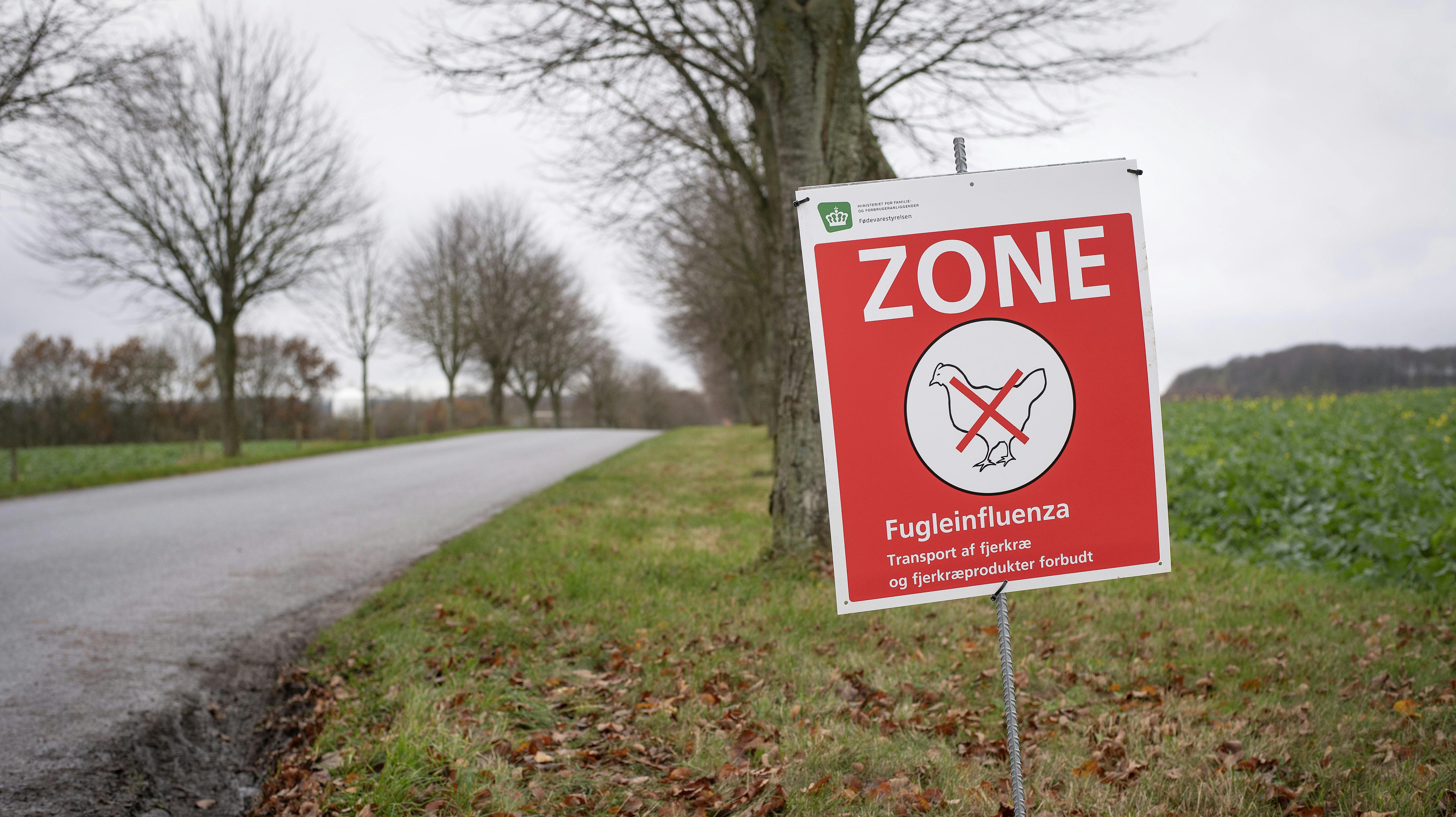 Opkaldene kommer fra borgere, der har bemærket, at fuglene opfører sig anderledes, end de plejer.