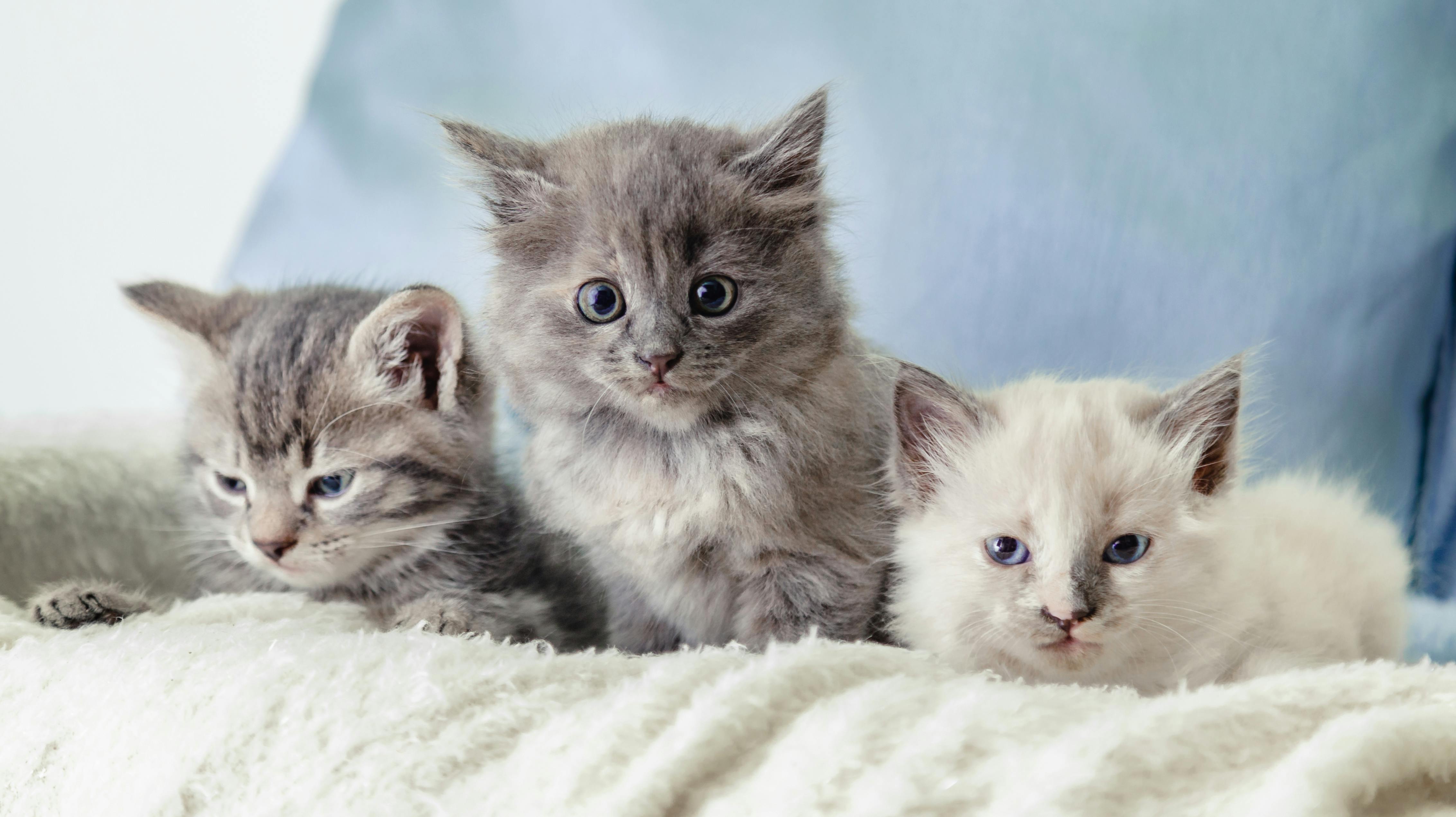 De mest populære kattenavne er netop blevet afsløret.