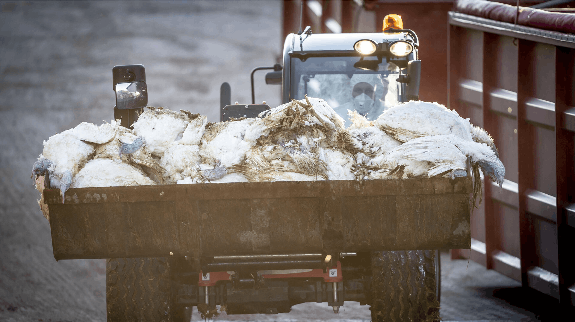 De mange smittede kalkuner er endt med at blive dyrt for den danske stat.