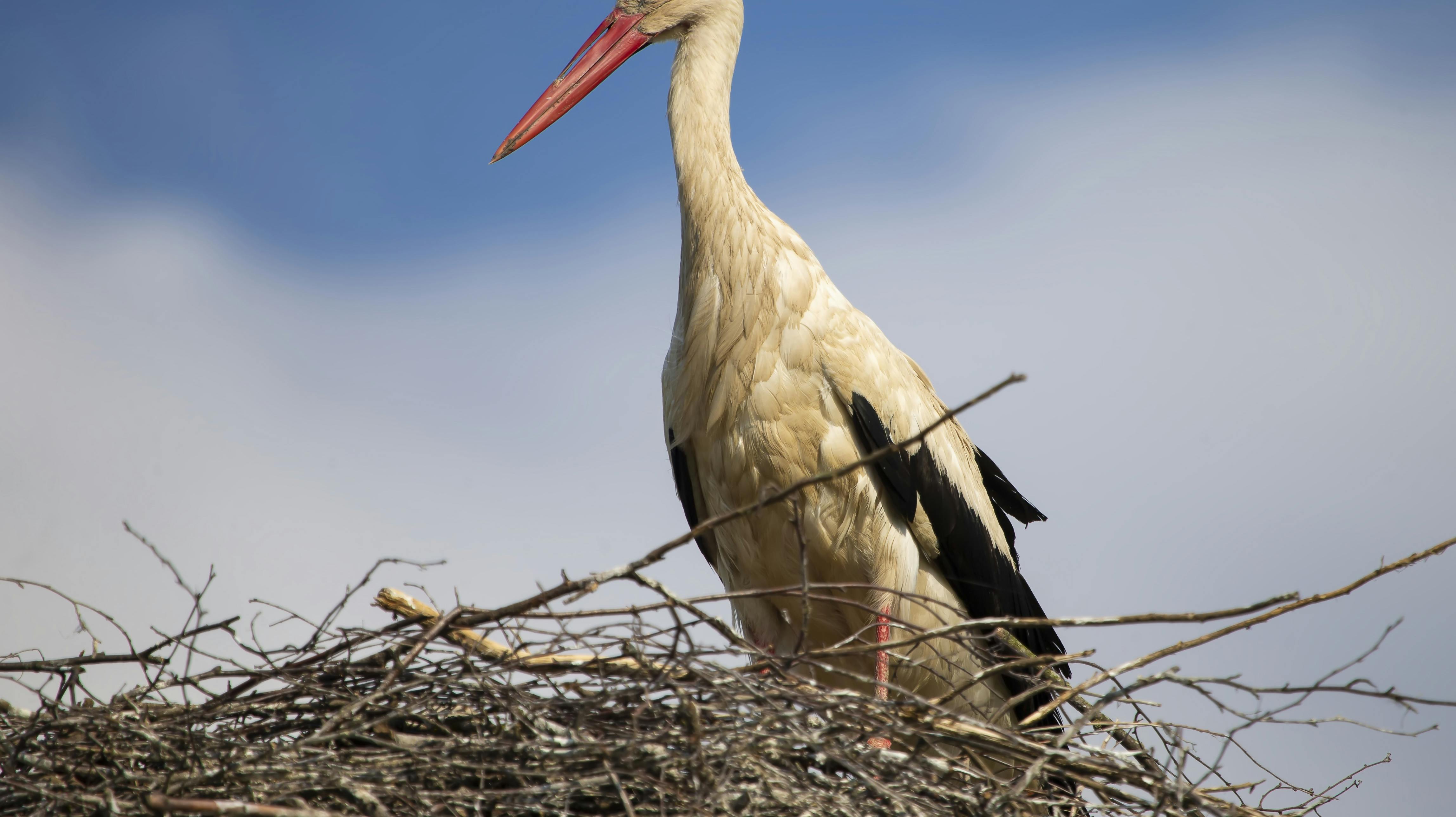 Der er ikke tale om denne specifikke stork, men en, der ligner.