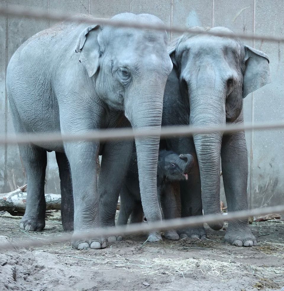 Zoo oplyser, at det nu er vigtigt, at den nyfødte unge finder vej til patterne for at die. 