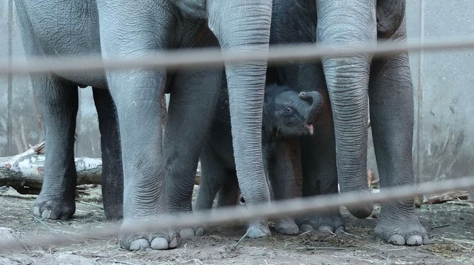 Zoo oplyser, at det nu er vigtigt, at den nyfødte unge finder vej til patterne for at die.