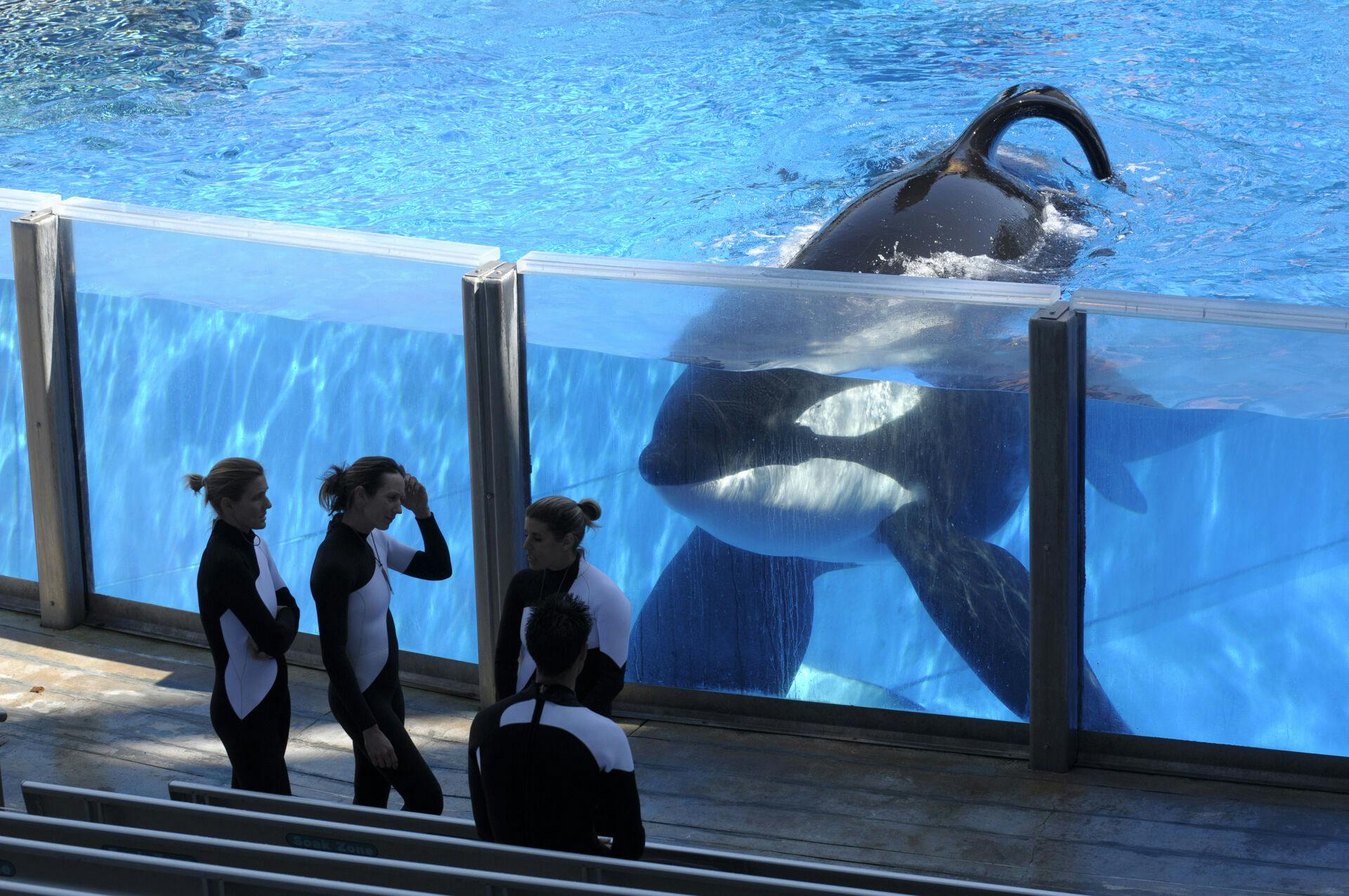 Dette billede fra marts 2011 viser Tilikum i SeaWorld Orlando.