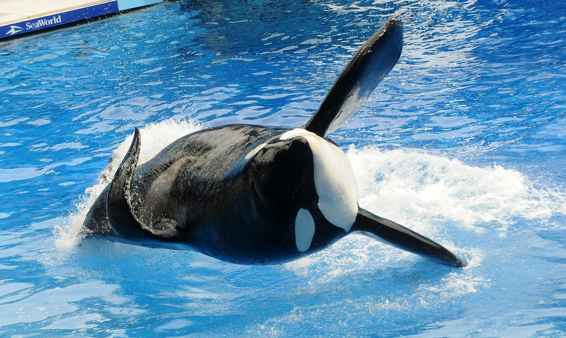Tilikum blev mere og mere ensom og forpint i sit bassin.