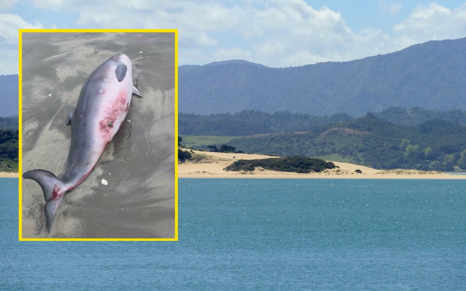 En dværgkaskelot-mor og hendes kalv strandede i weekenden ved den såkaldte Māhia Beach i New Zealand. Det endte både fatalt og blodigt.&nbsp;