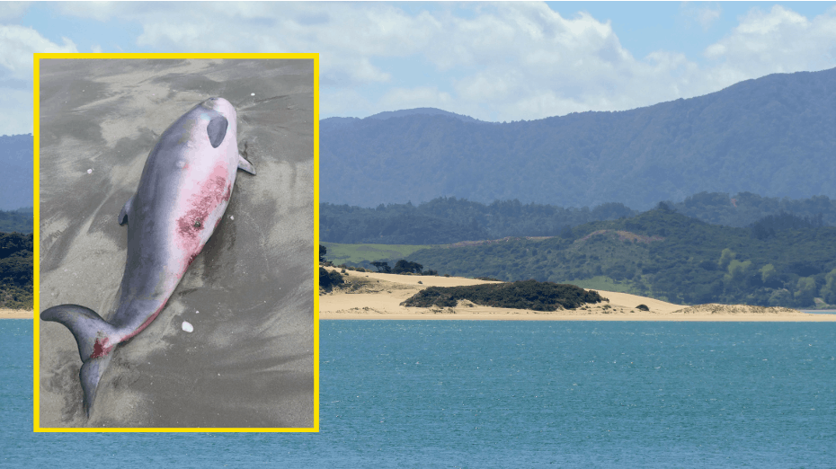 En dværgkaskelot-mor og hendes kalv strandede i weekenden ved den såkaldte Māhia Beach i New Zealand. Det endte både fatalt og blodigt. 