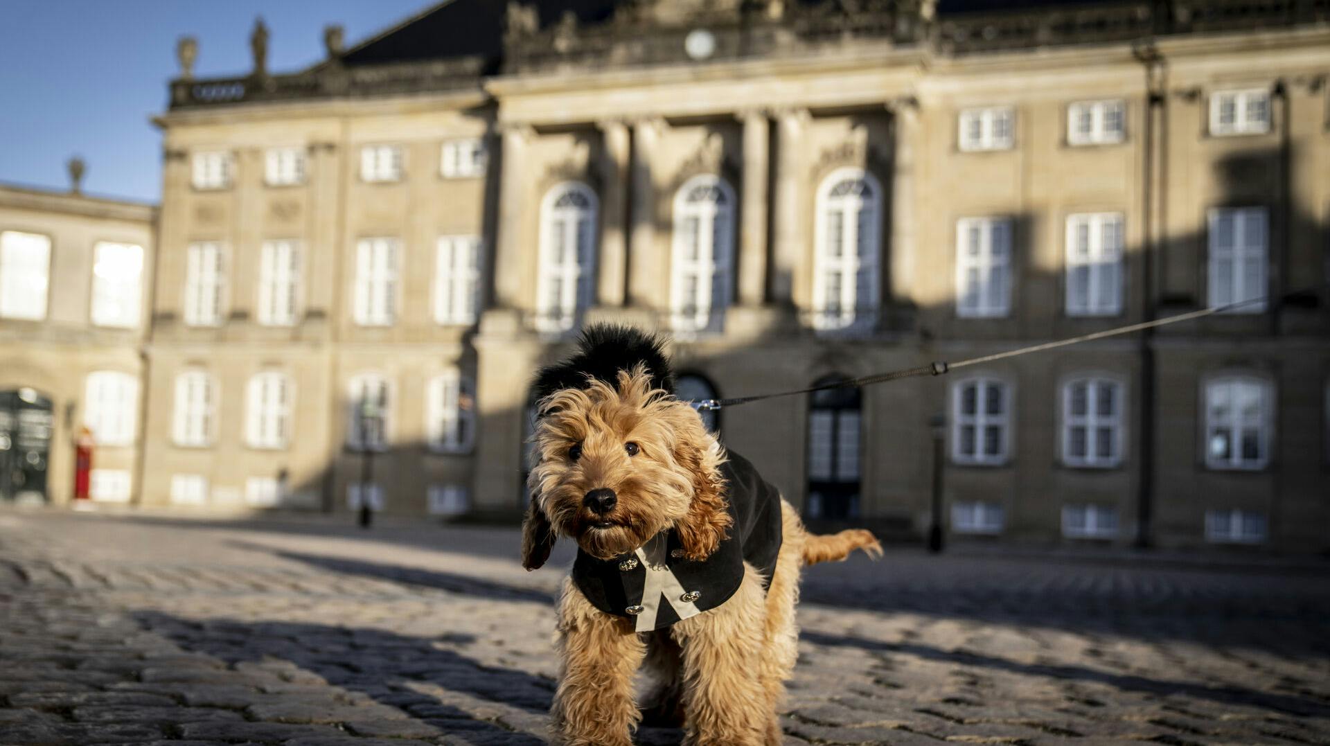 Hvis smilet skal bevares, så kan det godt ske, at du lige skal tjekke hundefoderen, inden det ryger i madskålen. 