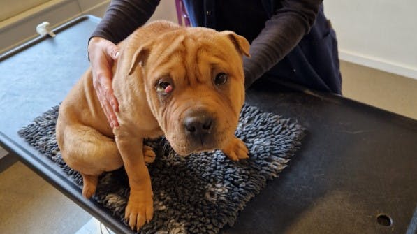 Tirstrup Dyreklinik har fået denne Shar Pei tæve indleveret - hun savner sin ejer.