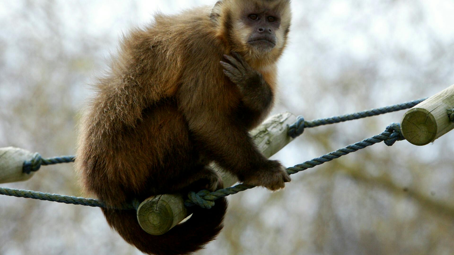 Odsherred Zoo Rescue opfordrer nu alle i området til at lægge bananer ud til aben Marius, der i sidste uge slap ud af sin indhegning. Dette billede viser ikke den pågældende abe.