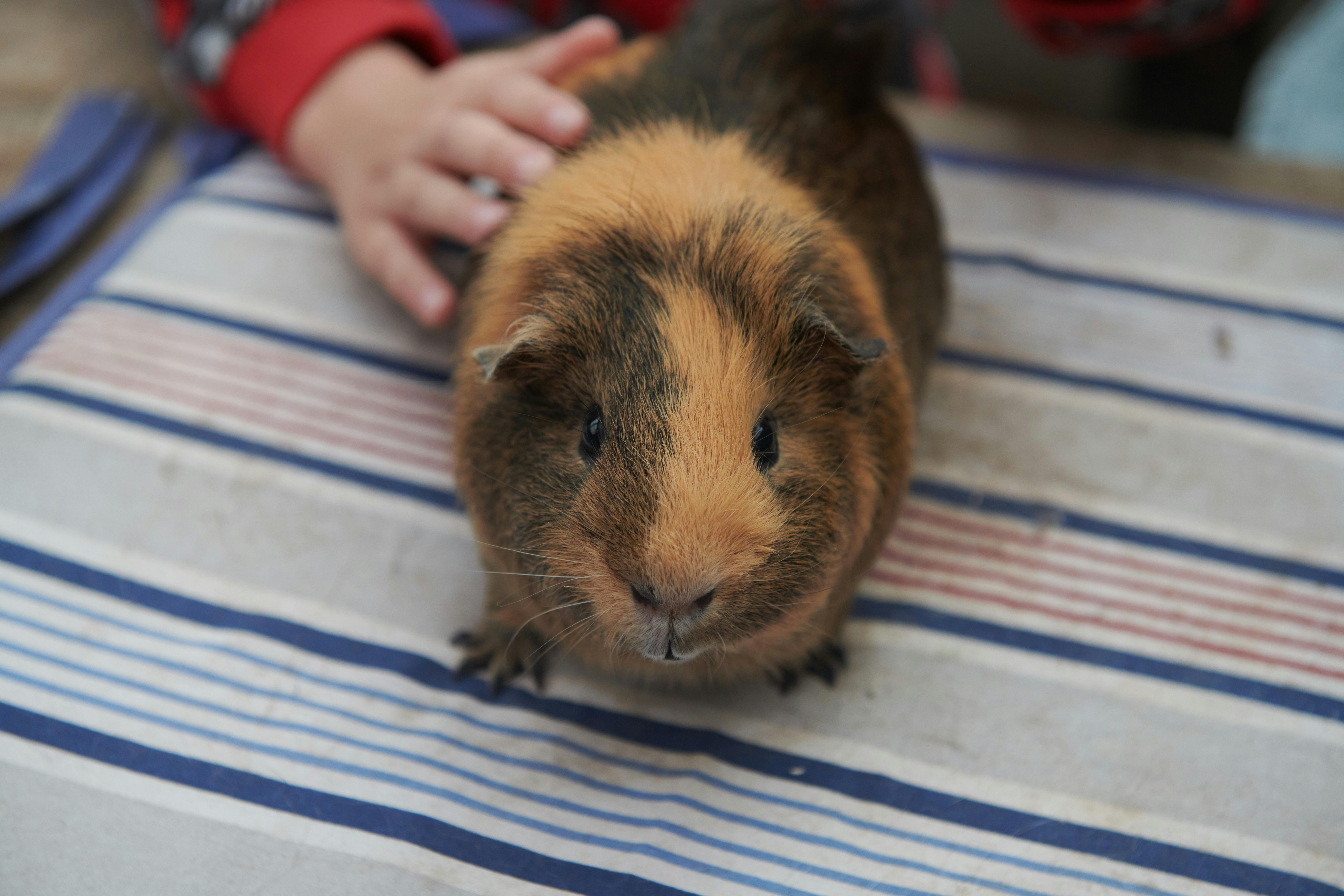 Det koster en kvinde 30 dages betinget fængsel, efter hun en vinter efterlod sine marsvin uden vand og foder.