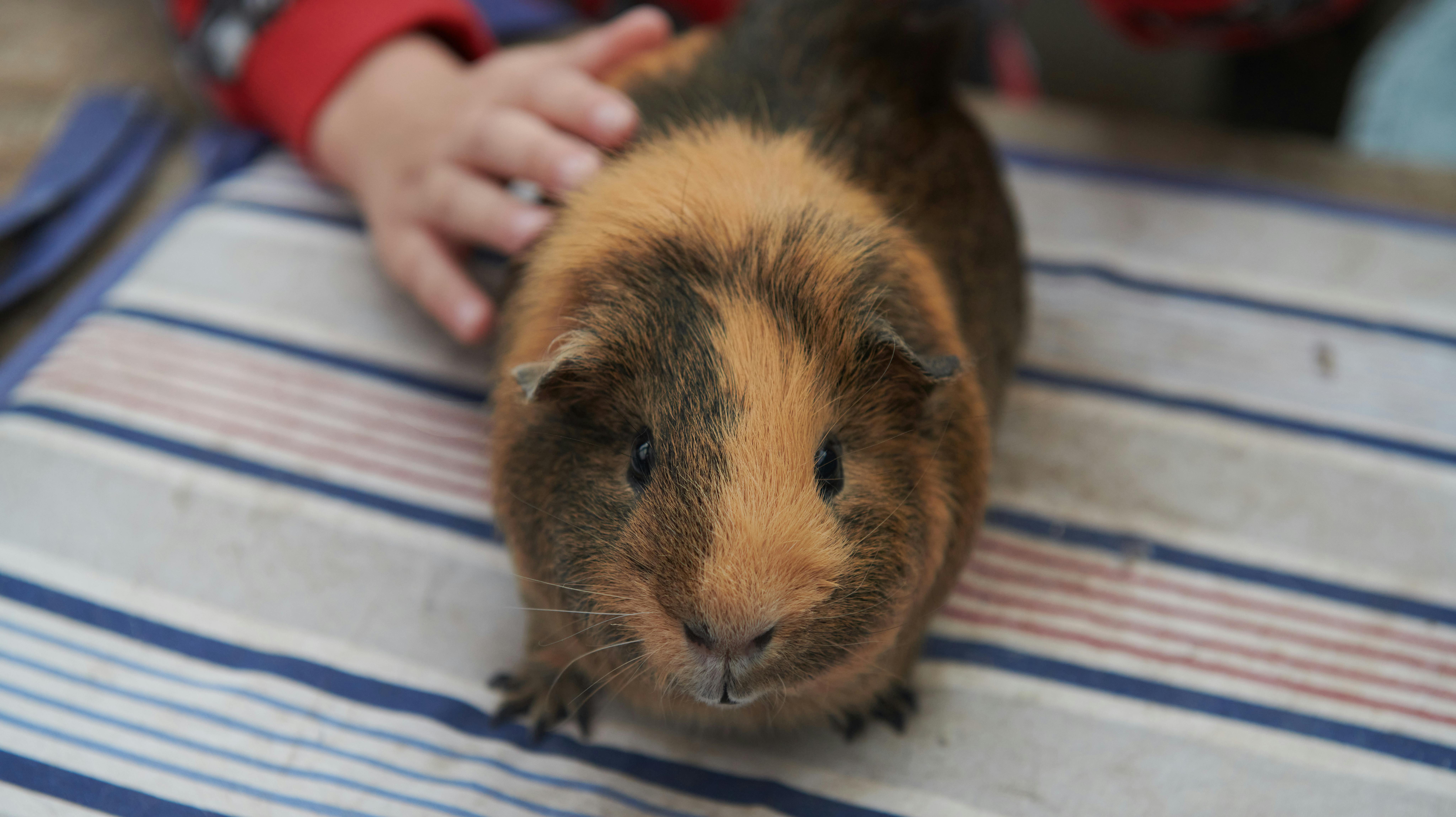 Det koster en kvinde 30 dages betinget fængsel, efter hun en vinter efterlod sine marsvin uden vand og foder.