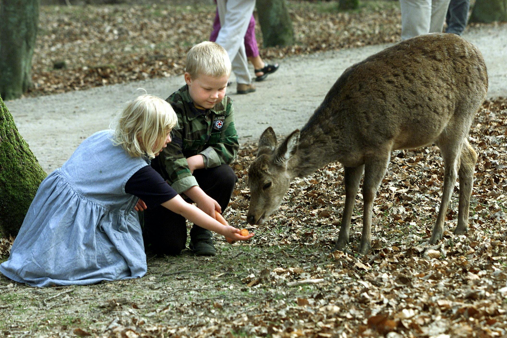 Det er slut med at fodre dyrene i Marselisborg-skoven.