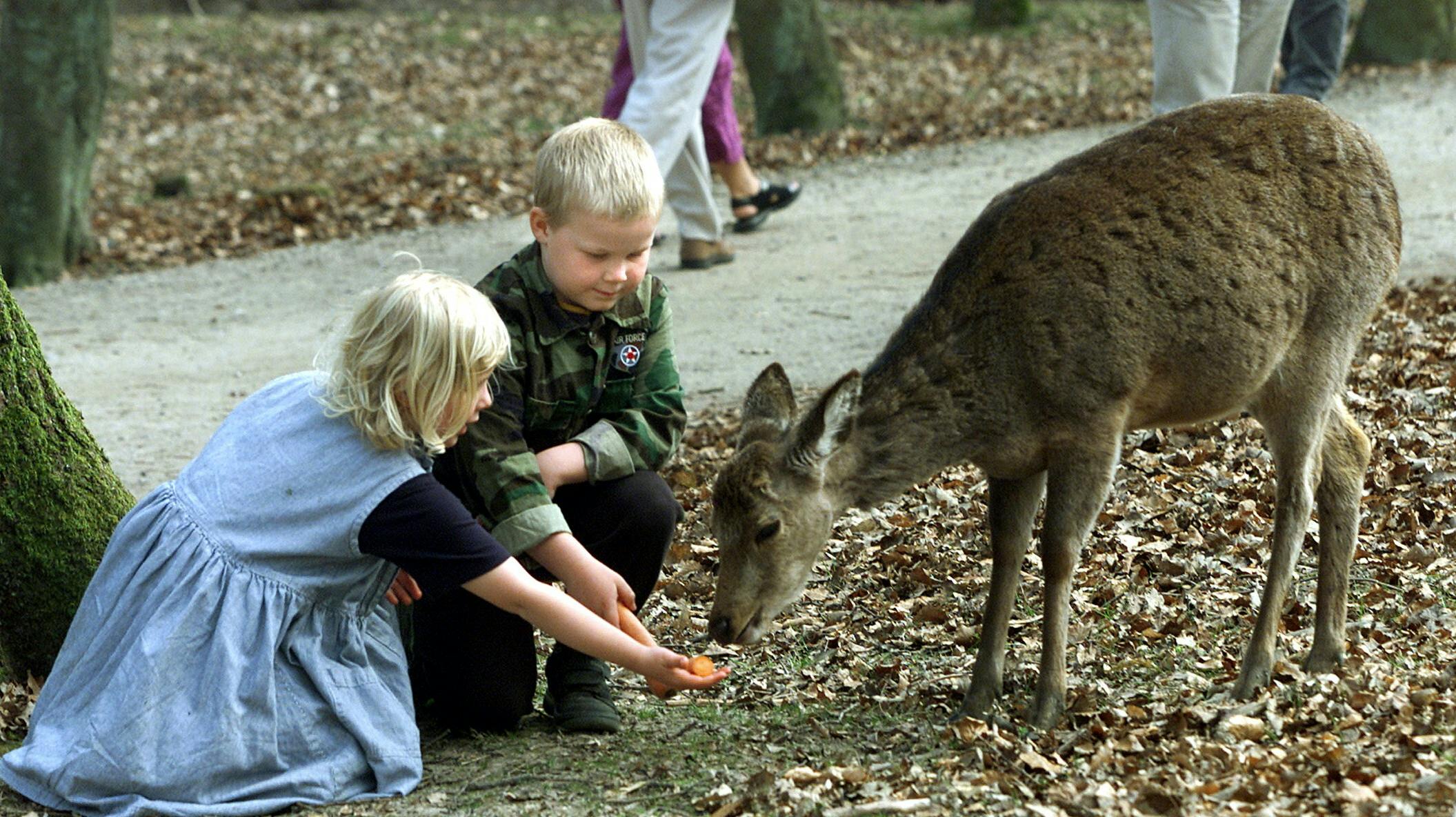 Det er slut med at fodre dyrene i Marselisborg-skoven.