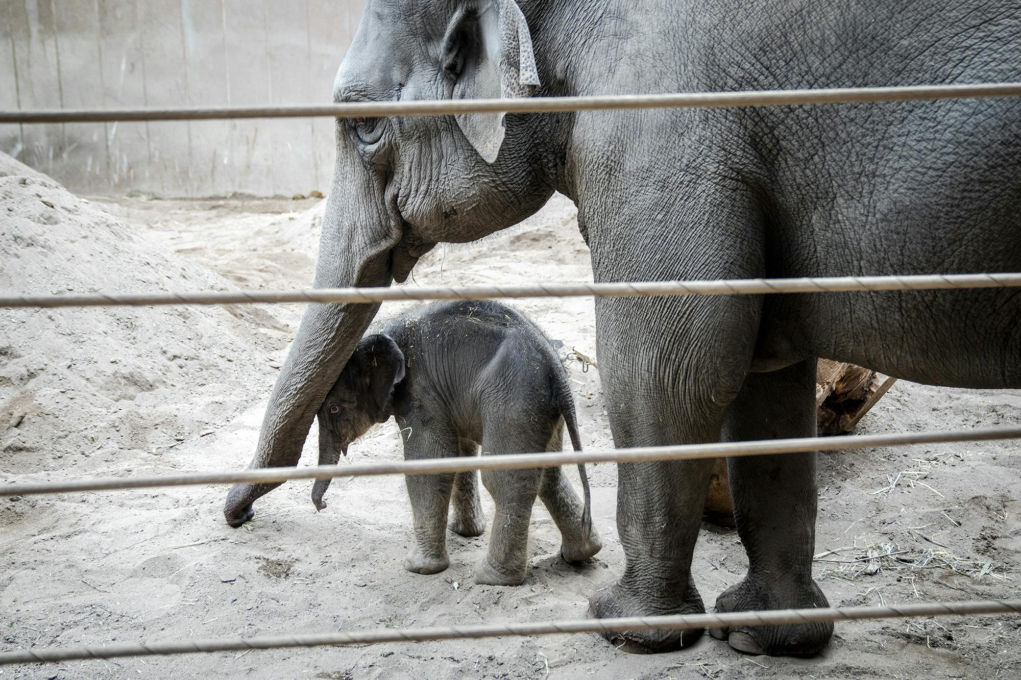 Den lille elefant kom til verden natten til tirsdag i sidste uge. 