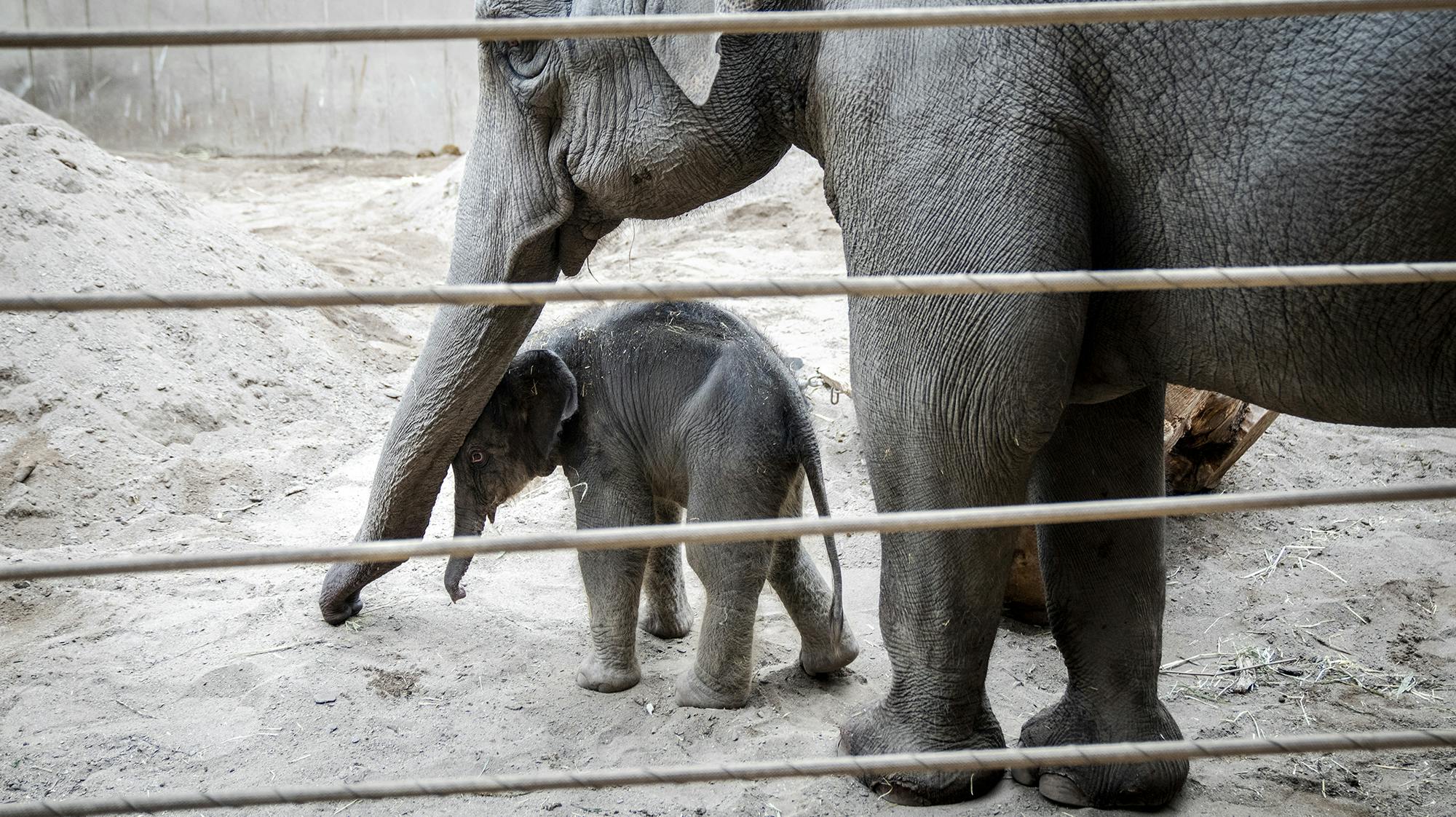 Den lille elefant kom til verden natten til tirsdag i sidste uge.