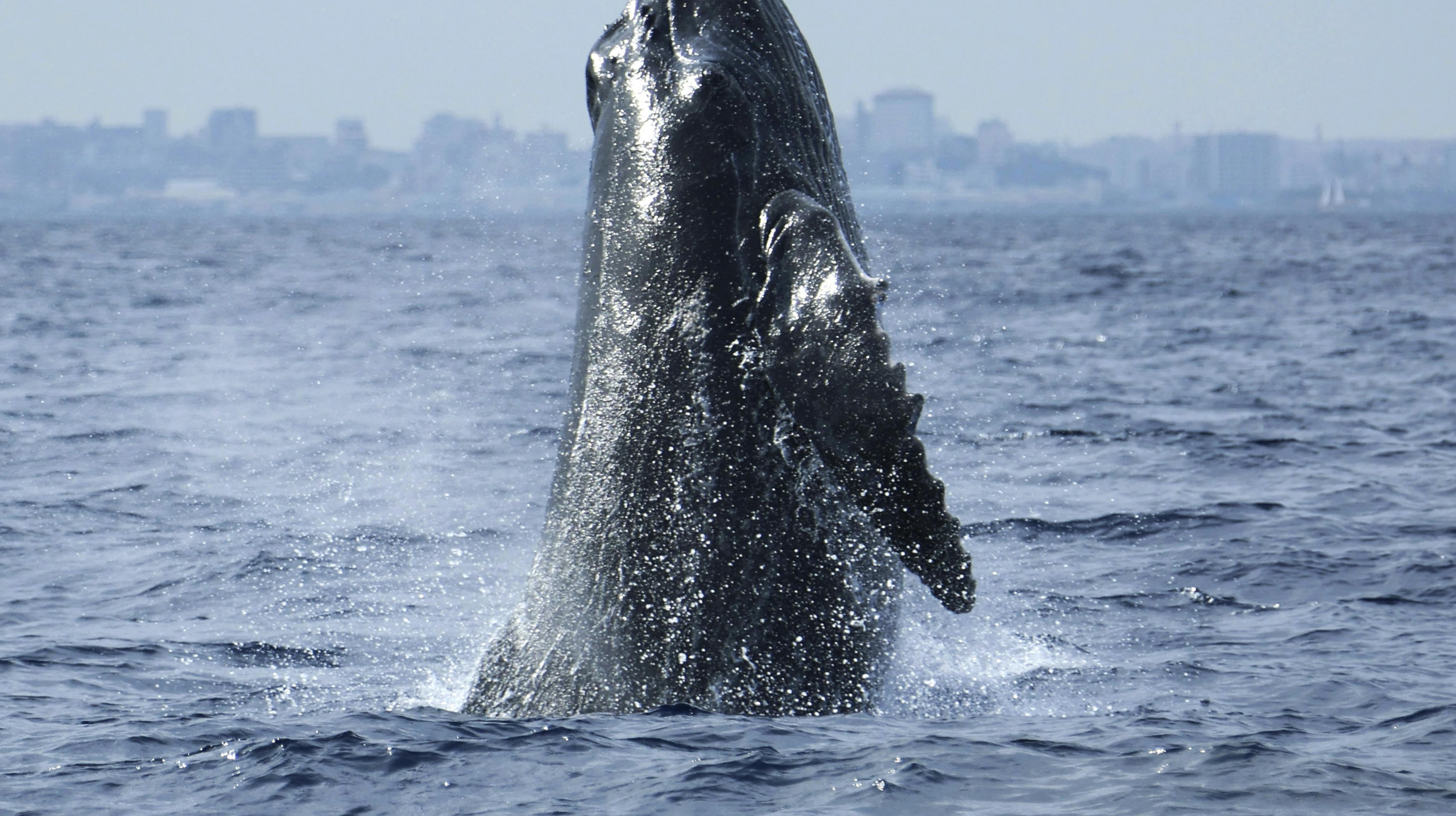 Pukkelhvaler kan blive mellem 40-50 år gamle (arkivfoto).