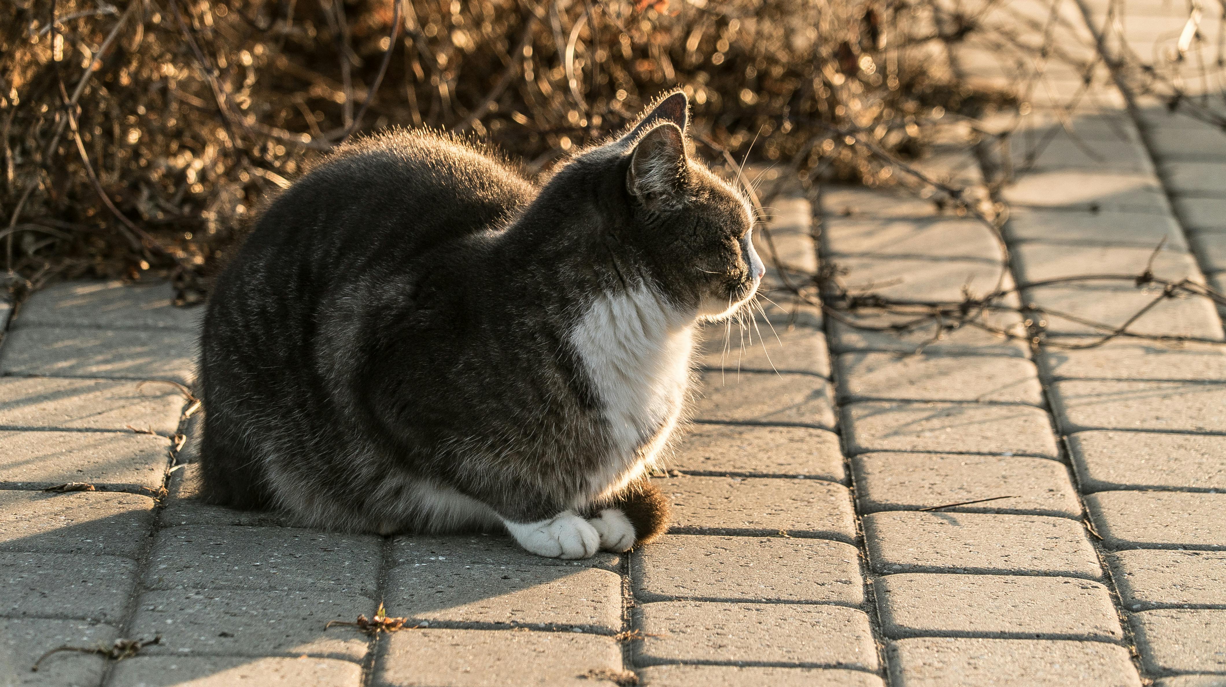 Familien fik sig noget af en glædelig overraskelse, da deres kat vendte hjem efter fem år. 