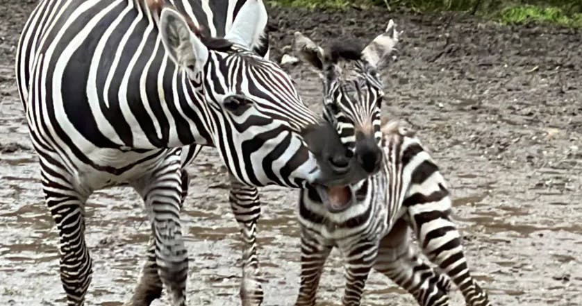 For nogle uger siden kom en lille zebraunge til verden, men den er desværre blevet aflivet. 