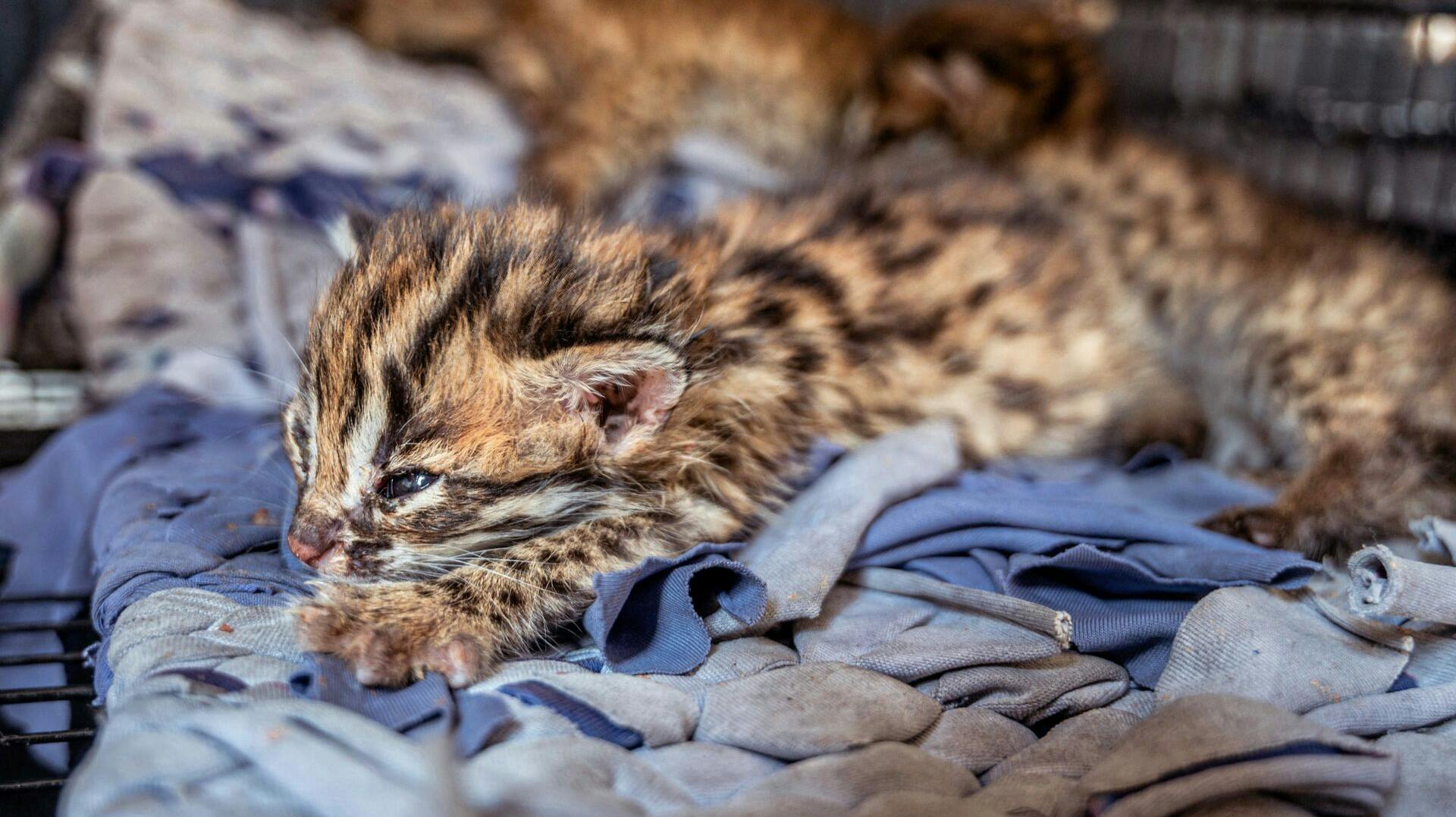 Hele to leopardunger er blevet født i Ree Park Safari.&nbsp;