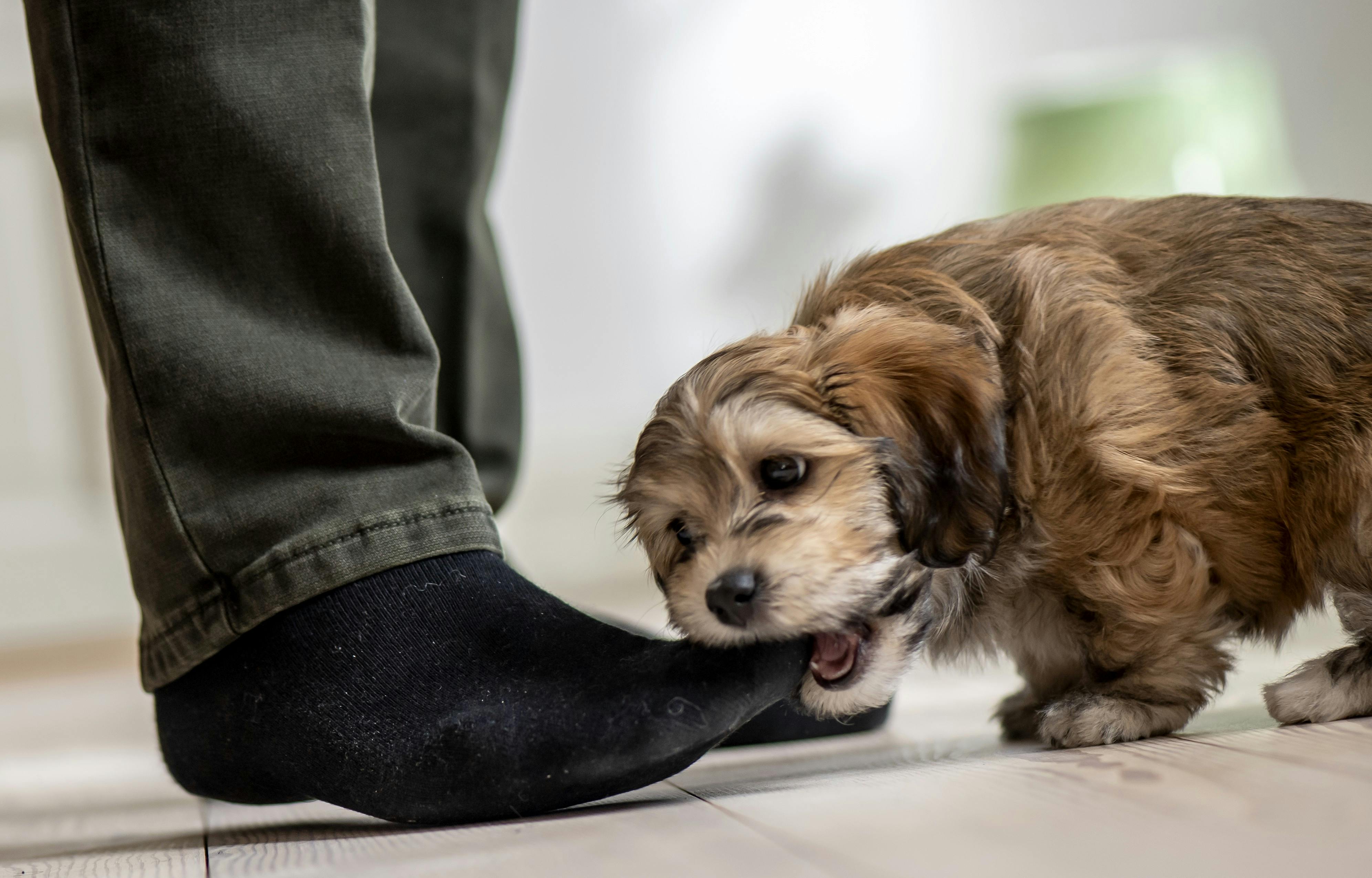 Søren Pape Poulsen har fået ny hund.Søren inviterede Billed Bladet indenfor i privaten, for at møde den lille bomuldshund, Maggie.