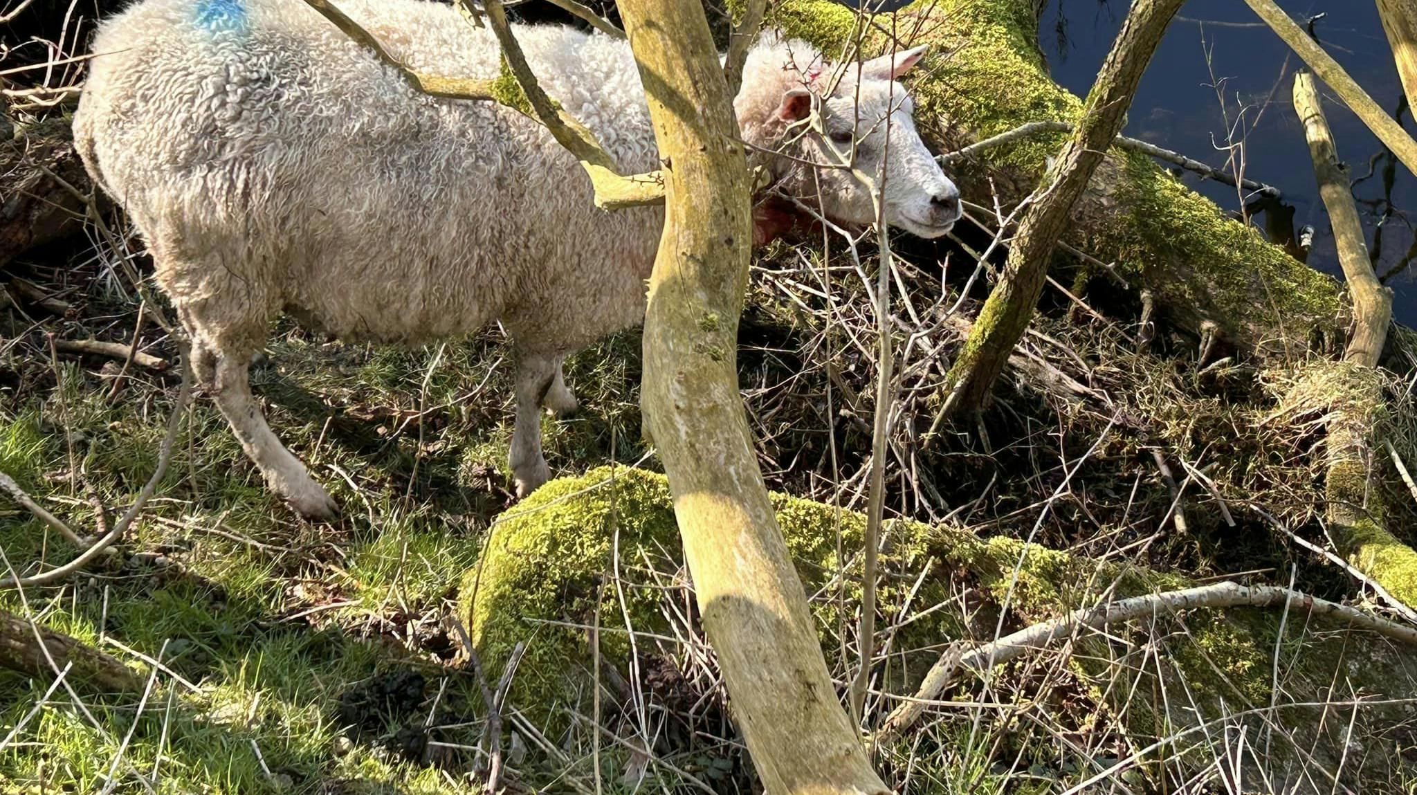 Et af ofrene for ulveangrebet.