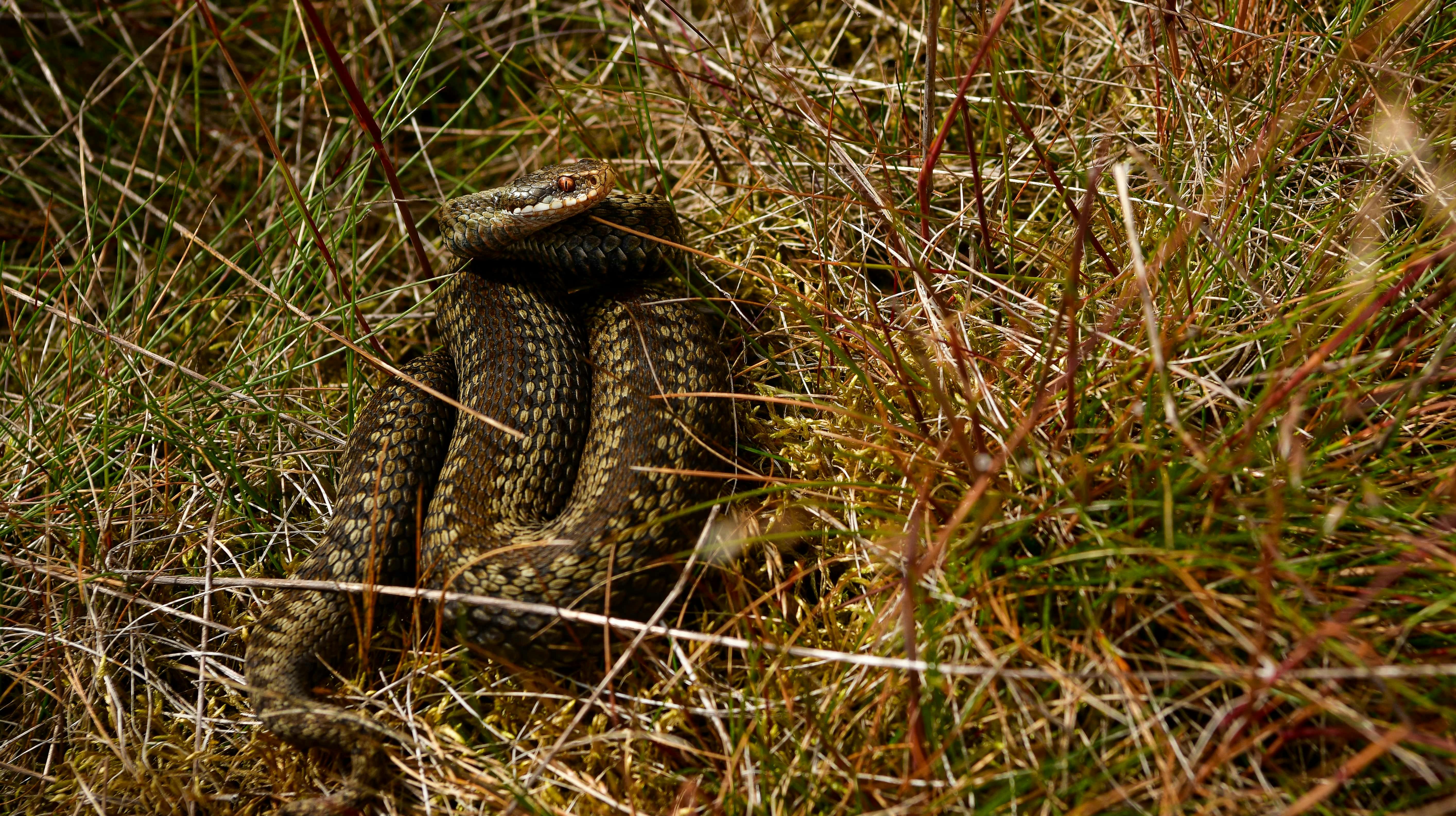 Hugormen er en sløv opstarter, og derfor kan være højere risiko for, at den bider i forsvar i stedet for at søge væk.