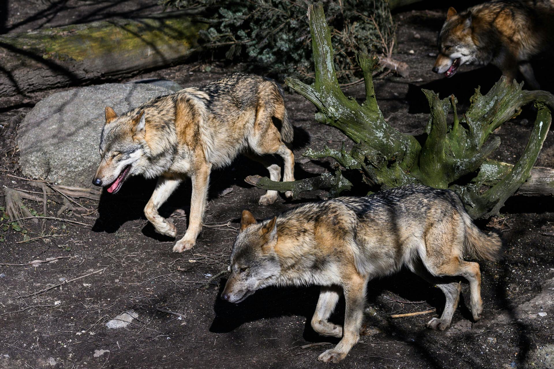 To danske ulve døde i weekenden i den midtjyske trafik.