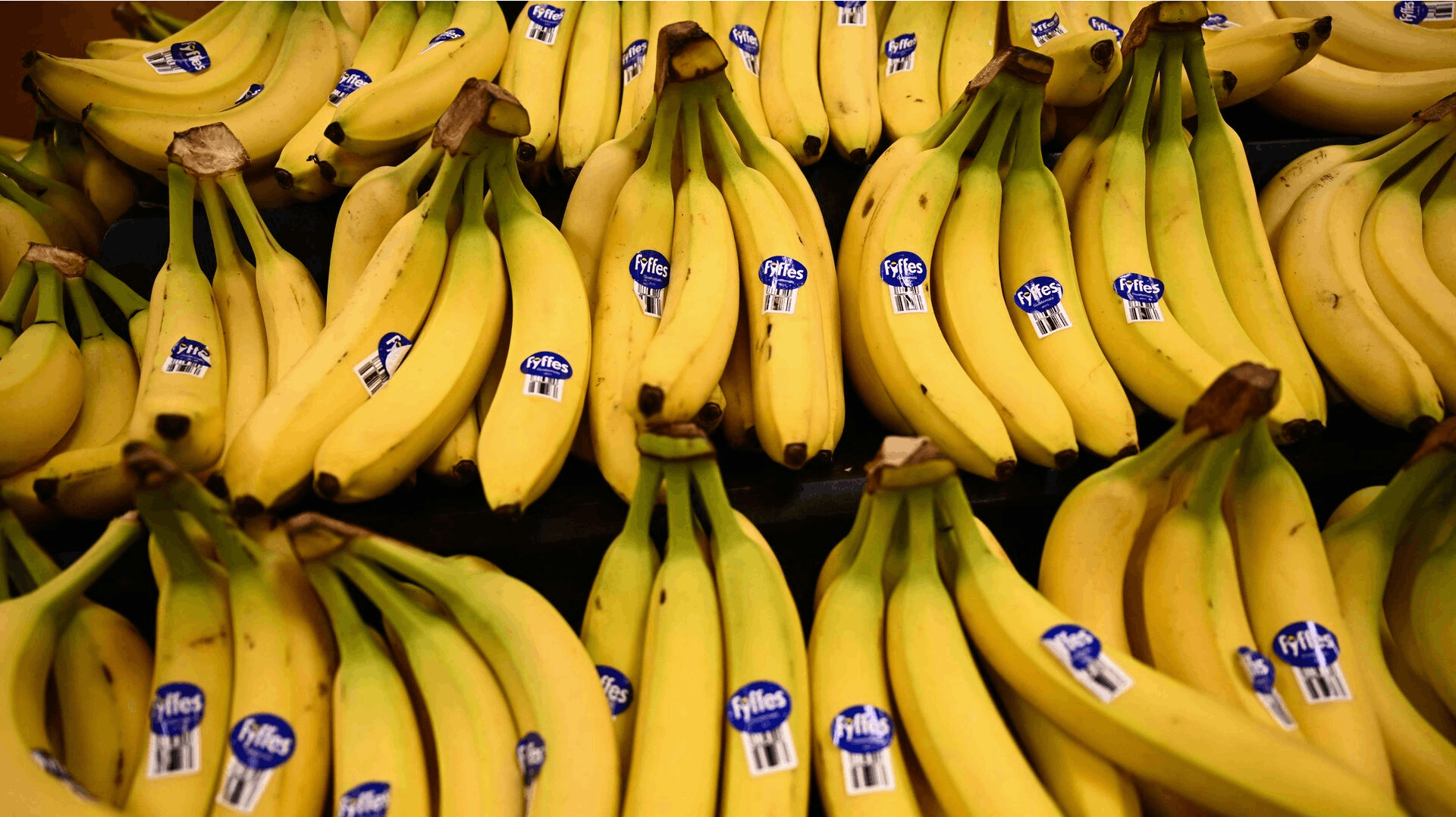 Synes du allerede, at bananer er for dyre? Det kan snart blive meget værre.