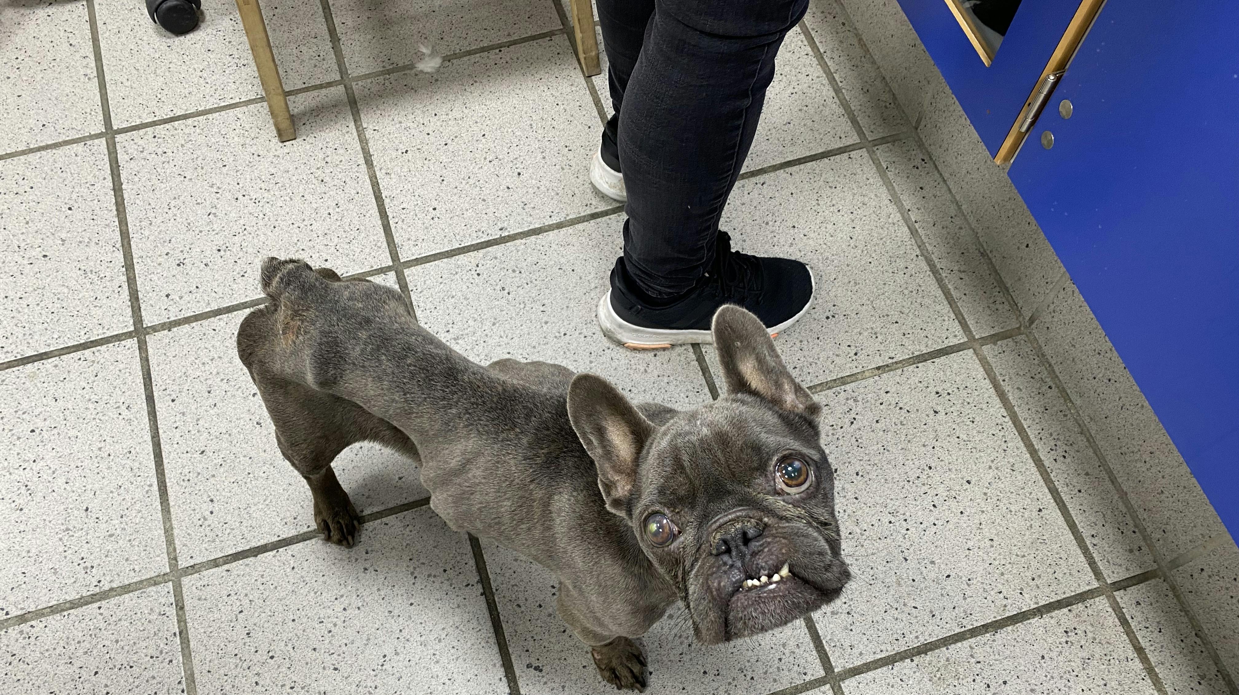 Lille Frankie vejede kun 7,3 kilo, og dens tænder og øjne er meget medtagede. 
