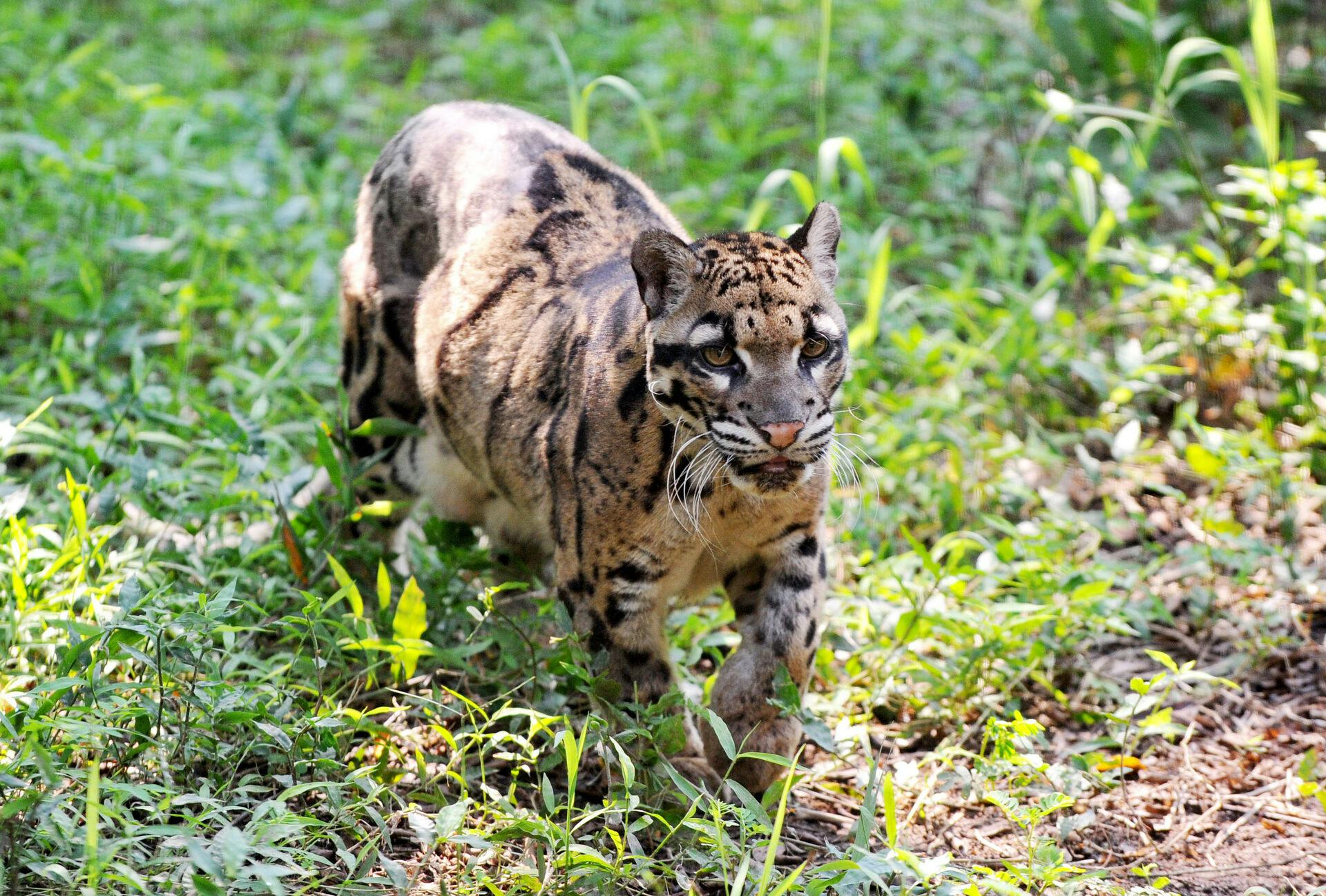 This picture taken on September 3, 2013 shows a clouded leopard, believed from Southeast Asia, at the Taipei city zoo.   AFP PHOTO / Mandy CHENG. Mandy Cheng / AFP
