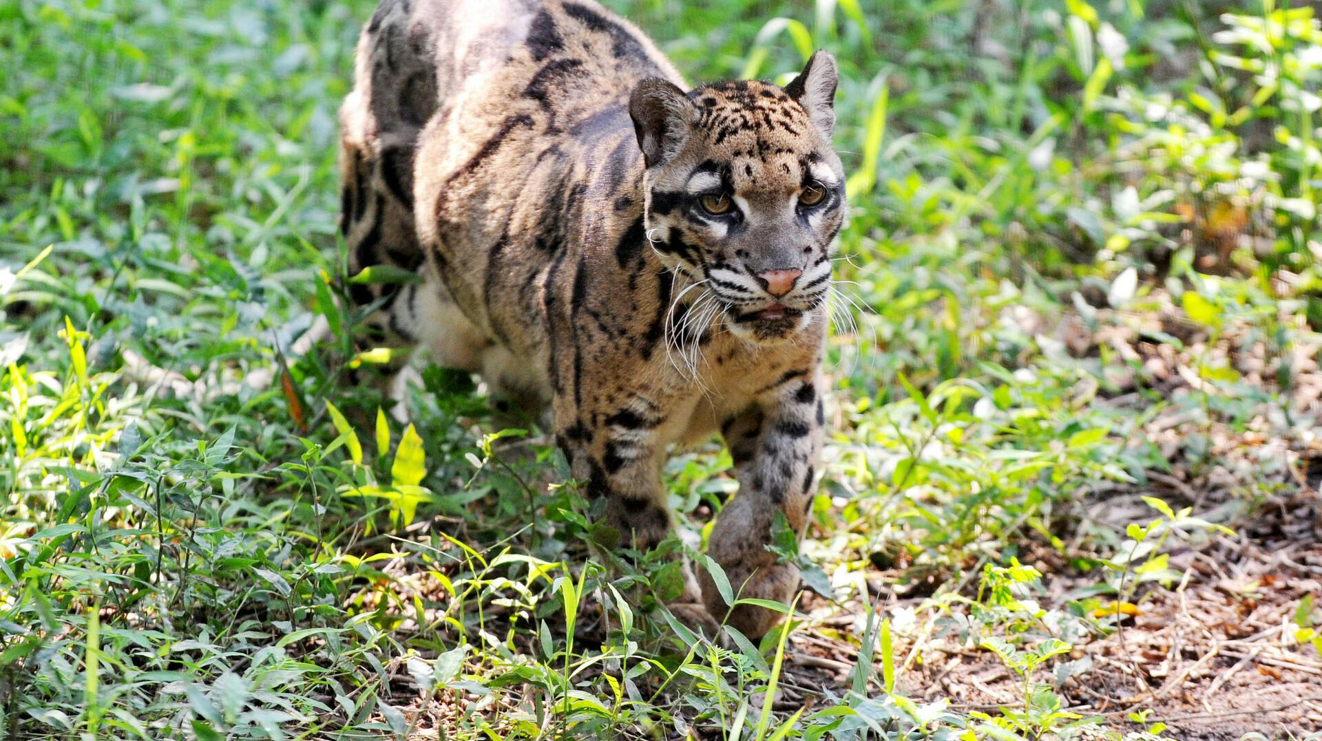 This picture taken on September 3, 2013 shows a clouded leopard, believed from Southeast Asia, at the Taipei city zoo. AFP PHOTO / Mandy CHENG. Mandy Cheng / AFP