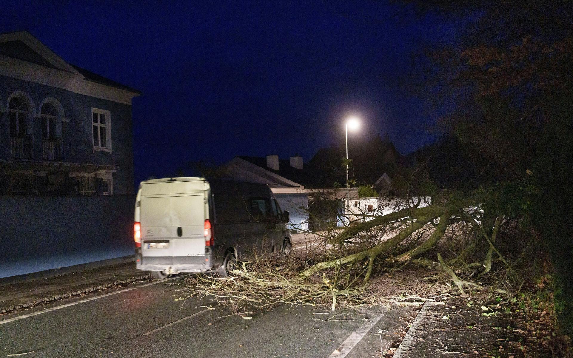 Norsk politi har indledt en efterforskning, efter flere tilfælde af væltede træer, som har spærret en vej nær byen Florø. (Arkivfoto)