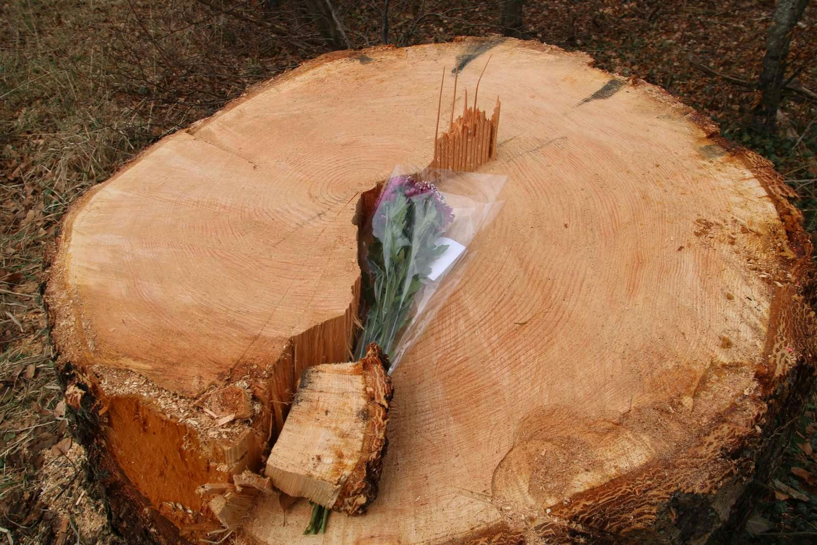 En 55-årig mand døde for to uger siden, da et fældet træ faldt ned på hans bil.&nbsp;