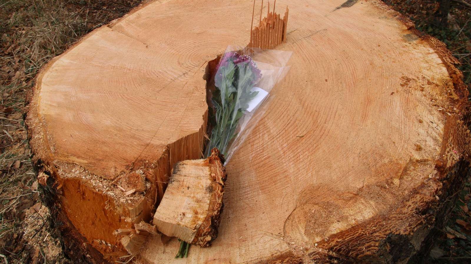 En 55-årig mand døde for to uger siden, da et fældet træ faldt ned på hans bil. 