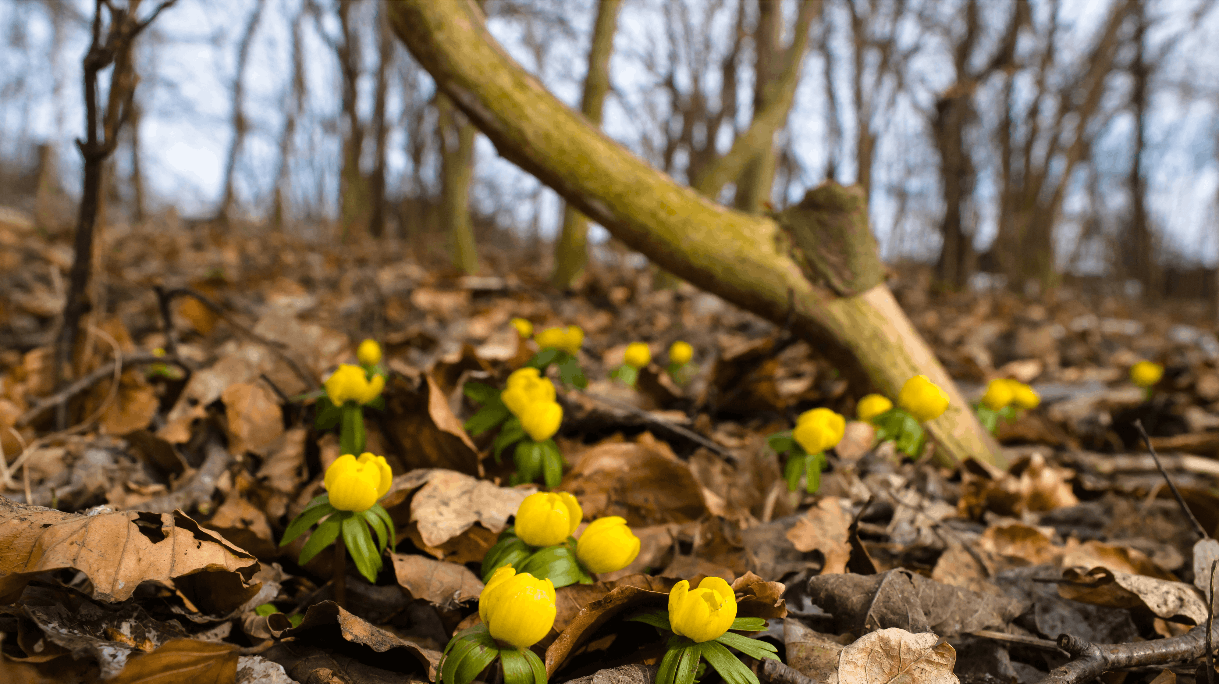 Påskens blomster er på vej frem, og fuglene synger igen. Men det bliver med et blandet vejr som kulisse, forudser DMI mandag.
