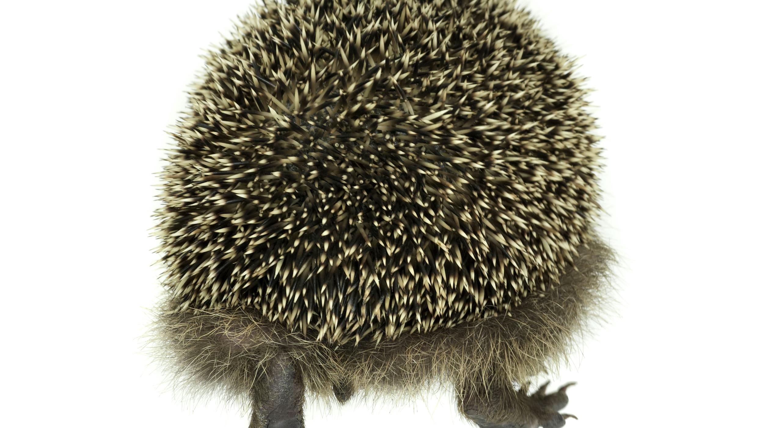backside of a hedgehog while walking away. Studio shot in white back