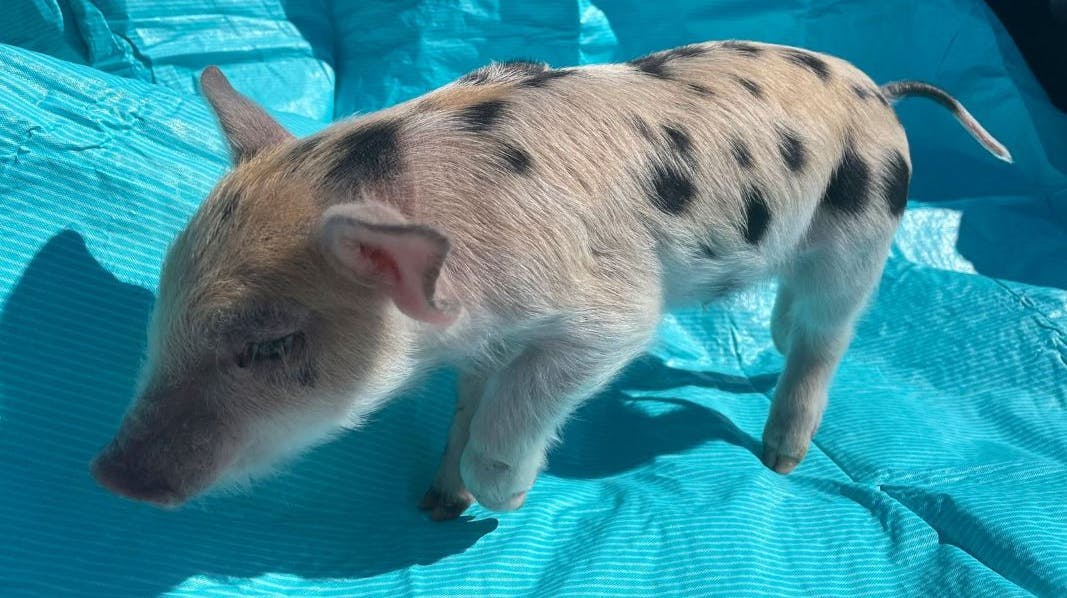 Grisen "Ozempig" har fået en masse opmærksomhed. 