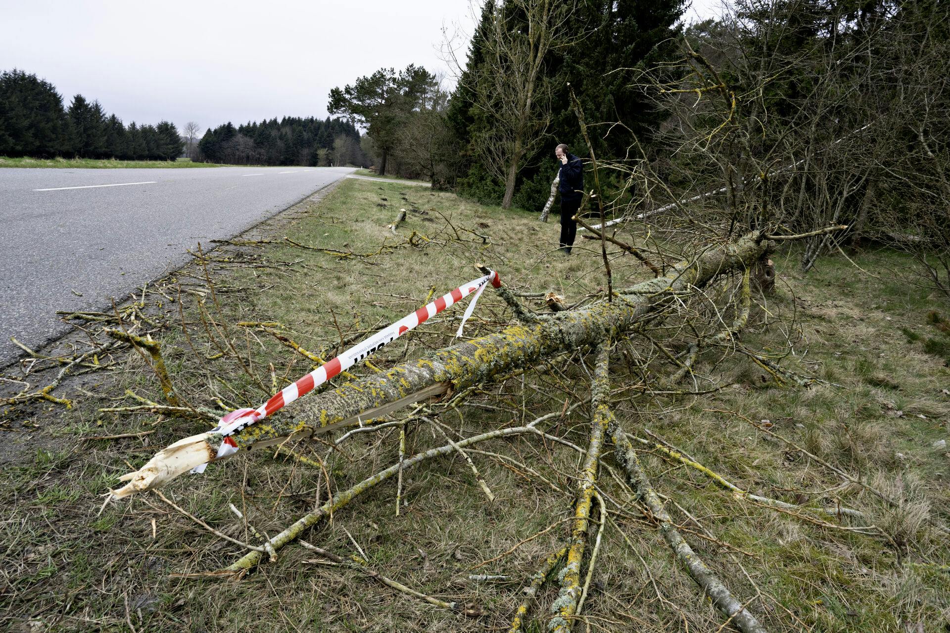 Det fældede træ ud over vejbanen i Arden kan have sammenhæng til andre sager i området. Det skriver Nordjyllands Politi i en pressemeddelelse.