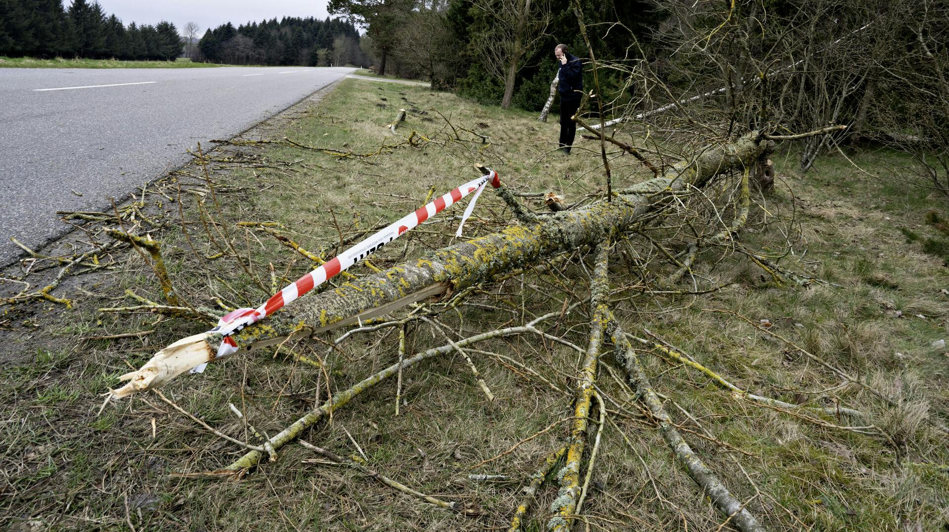 Det fældede træ ud over vejbanen i Arden kan have sammenhæng til andre sager i området. Det skriver Nordjyllands Politi i en pressemeddelelse.