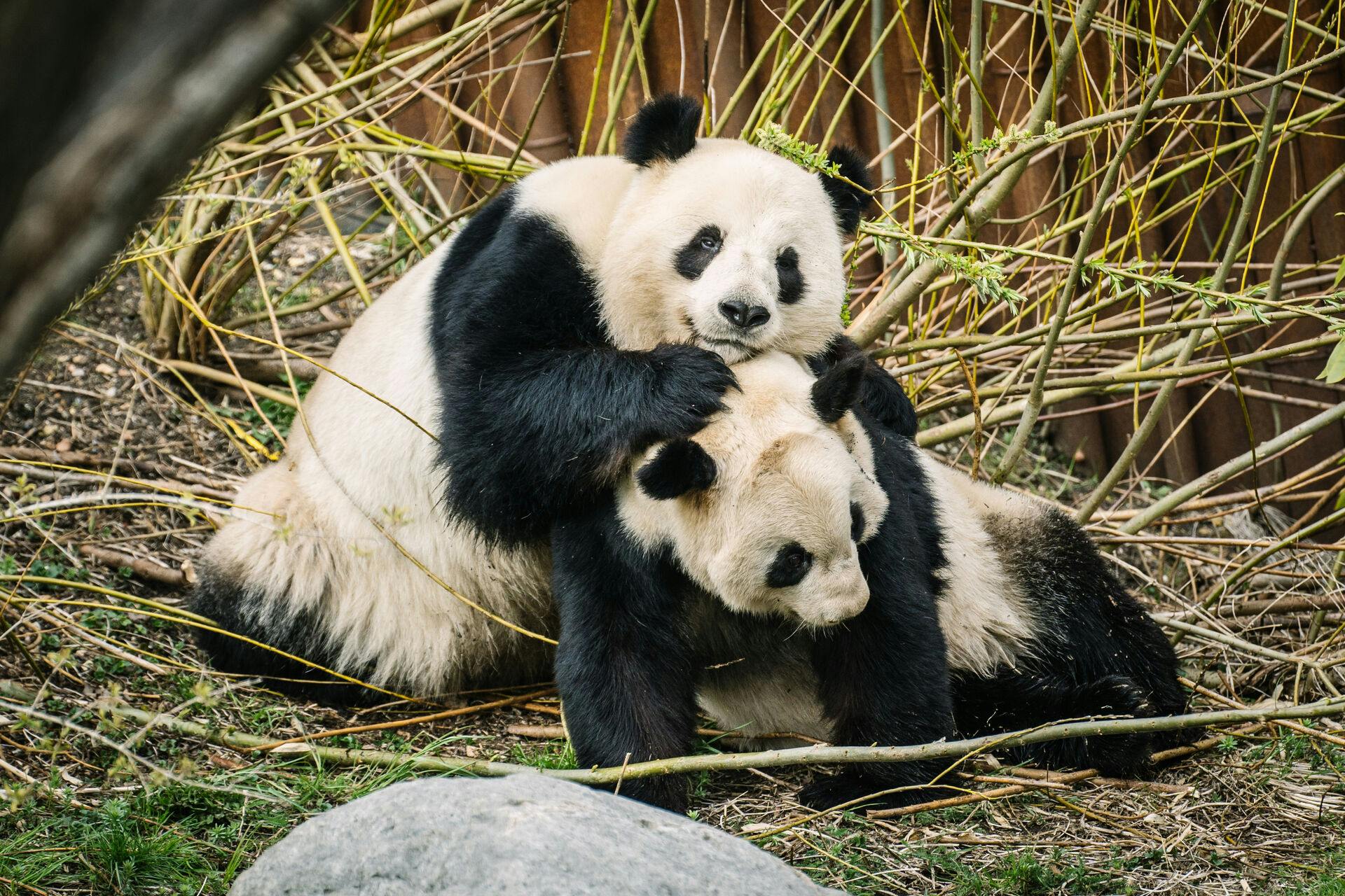 I fire år har Zoologisk Have i København forsøgt at parre pandaerne Mao Sun og Xing er. Nu prøver de en ny strategi.