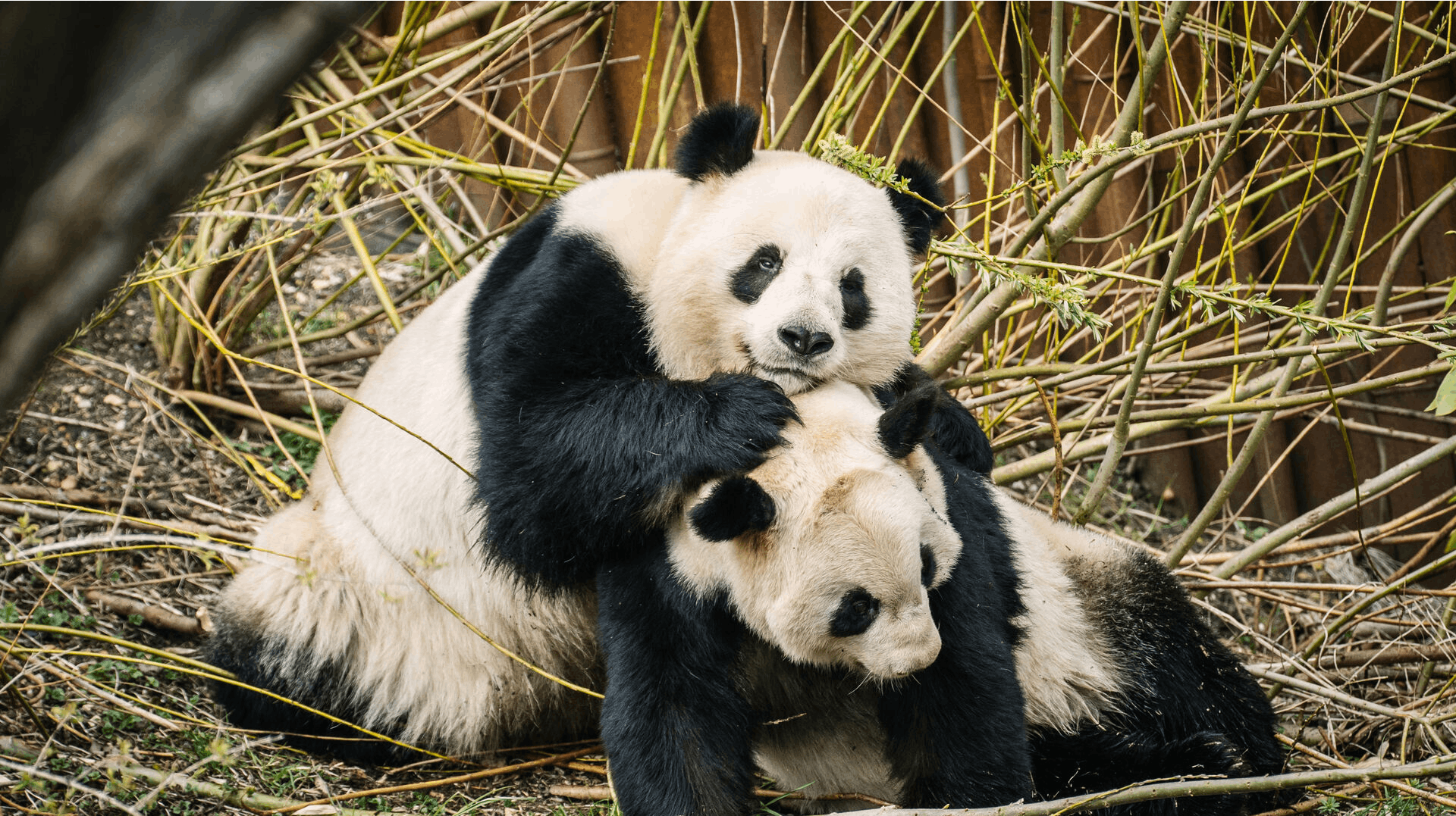 I fire år har Zoologisk Have i København forsøgt at parre pandaerne Mao Sun og Xing er. Nu prøver de en ny strategi.