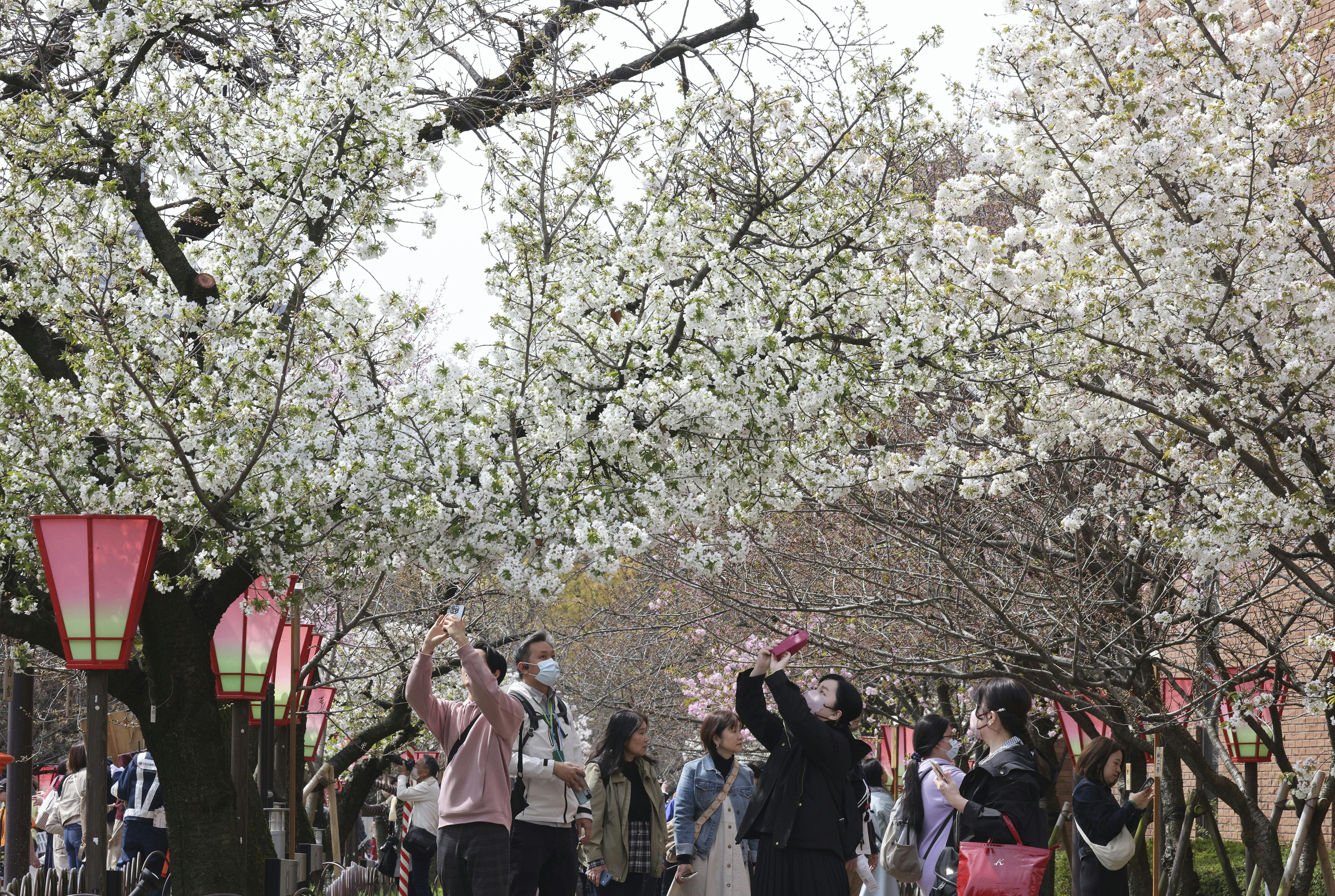 Bispebjerg Kirkegård kan godt gå hjem: Japanerne fejrer kirsebærtræernes blomstring med manerer. 