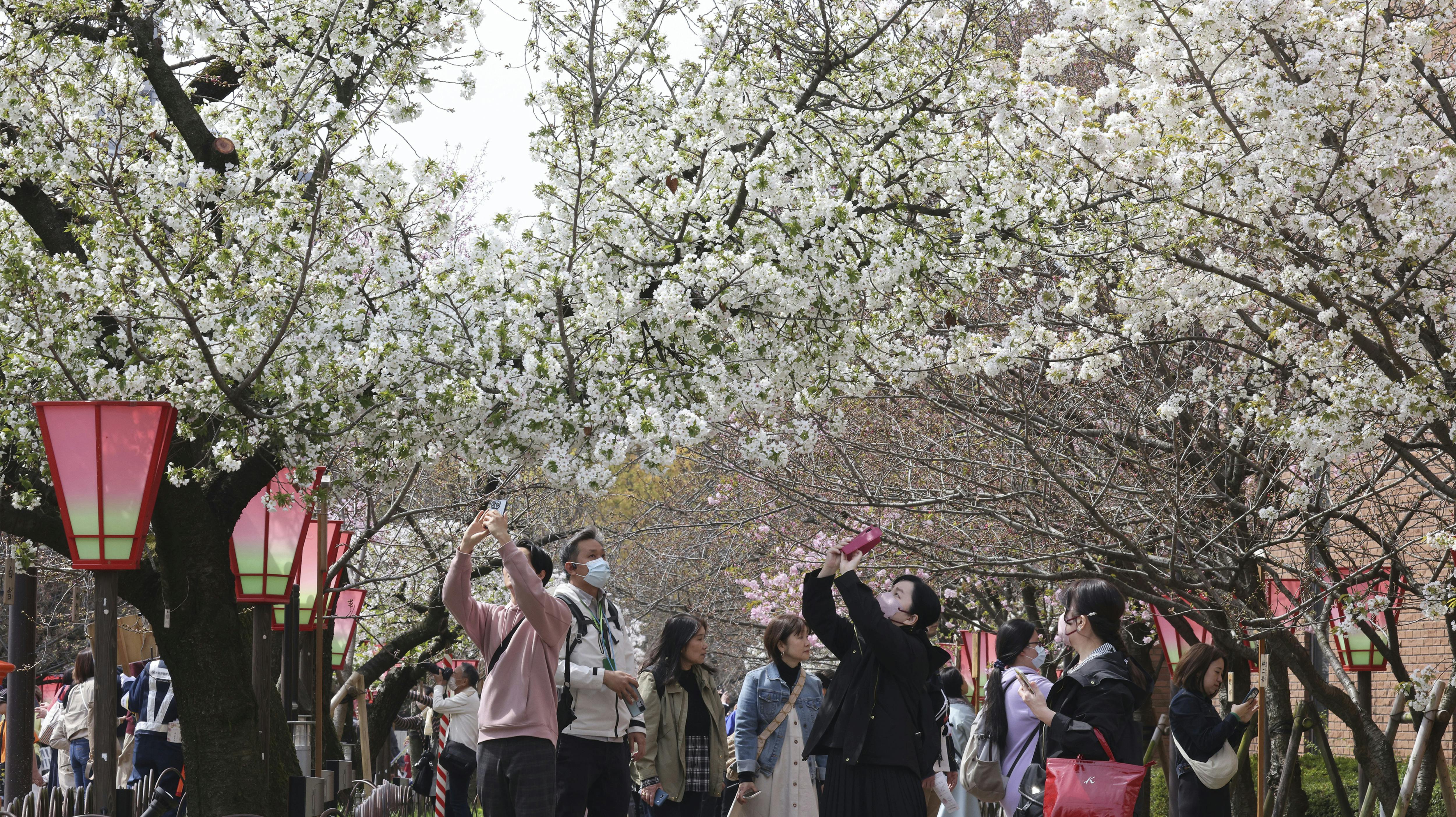 Bispebjerg Kirkegård kan godt gå hjem: Japanerne fejrer kirsebærtræernes blomstring med manerer.