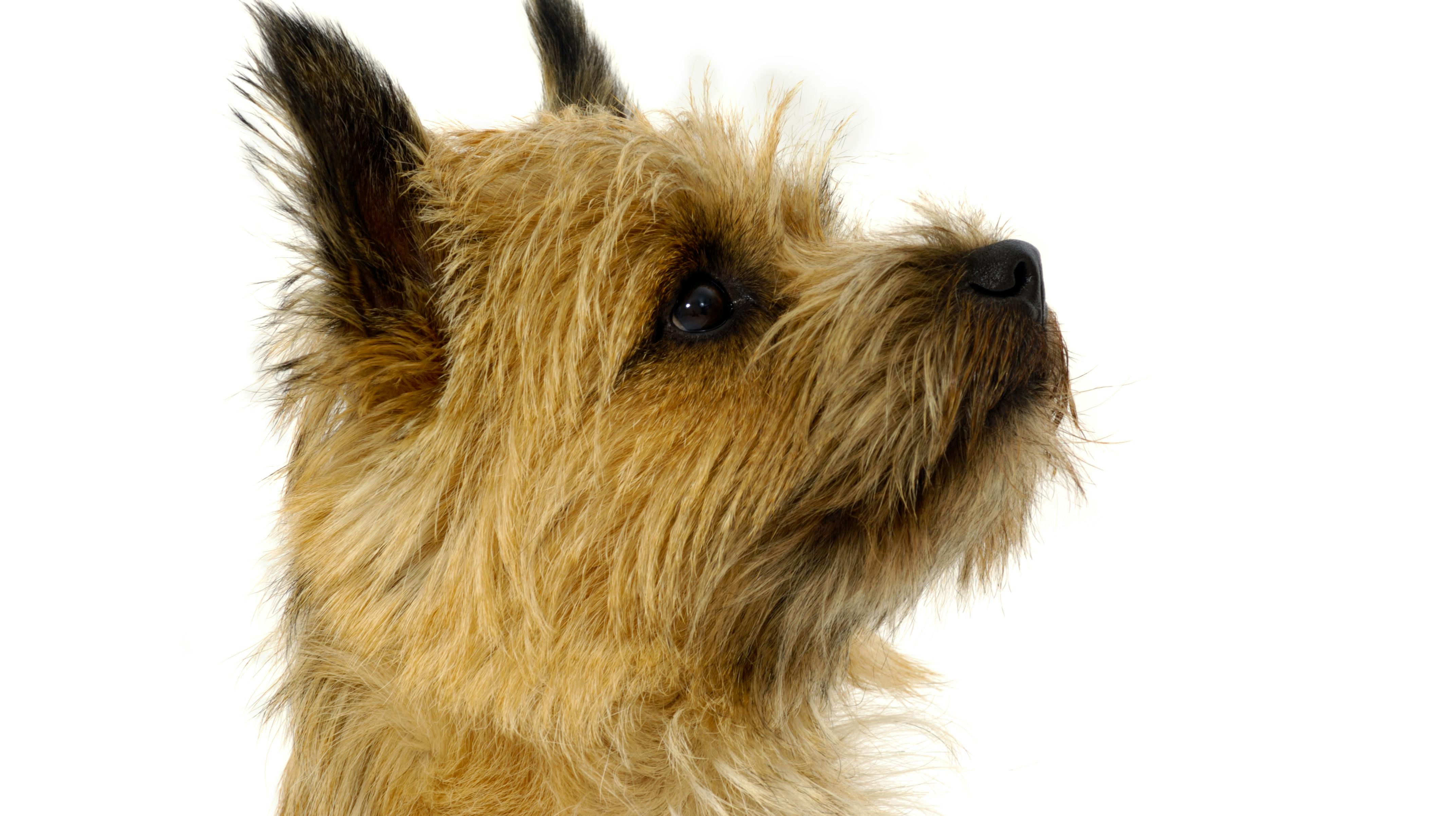 Det er en hund som denne, der forsvandt og på mirakuløs vis blev fundet igen.