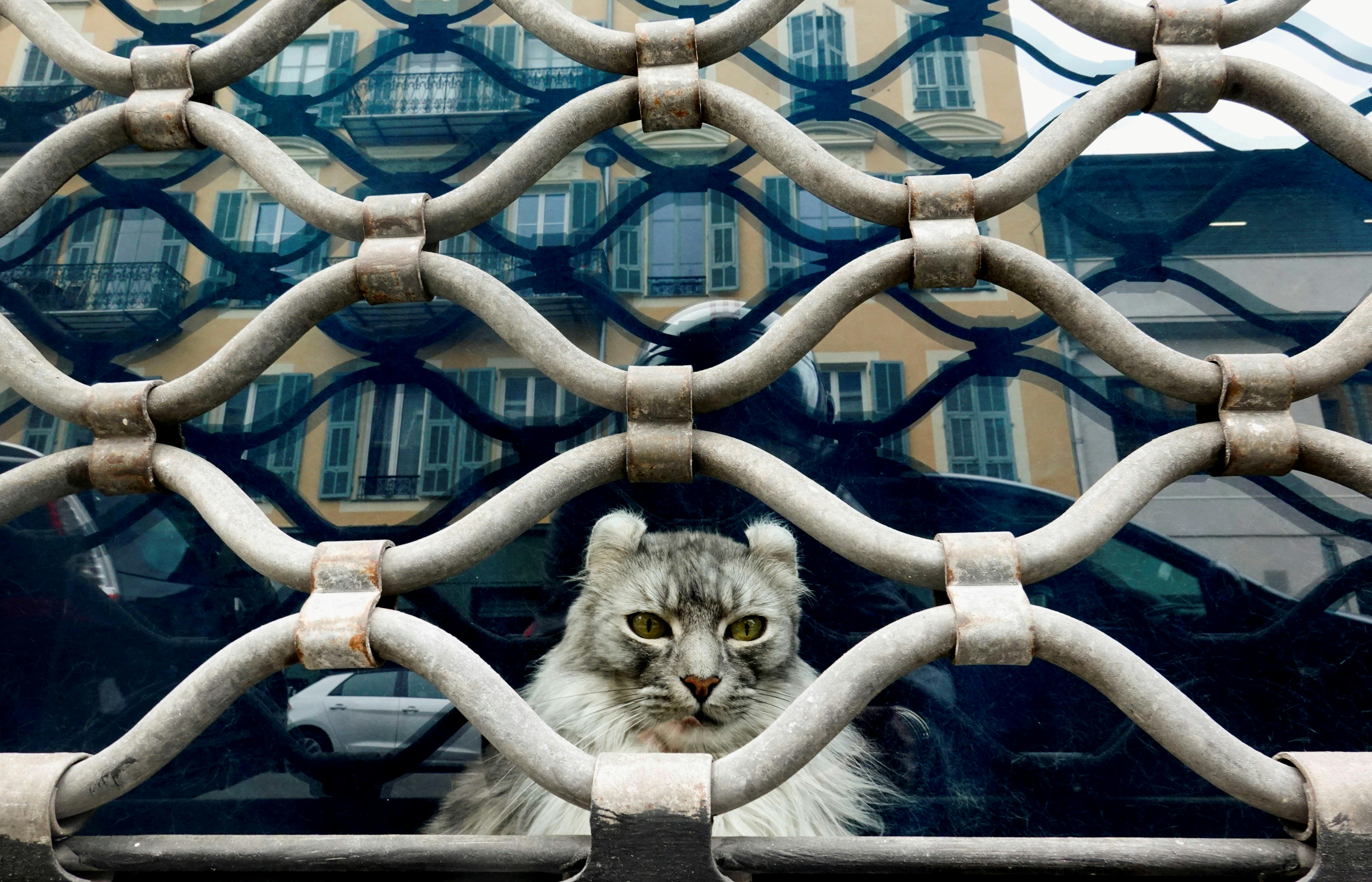 Katte pr. kvadratmeter i et fransk pars lejlighed var ikke optimal. 