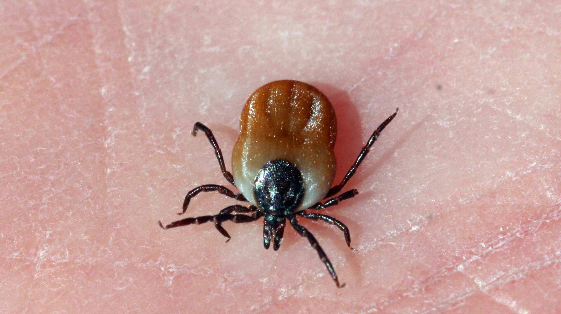 Nanna Skaarup Andersen påpeger, at risikoen for at få TBE er meget lille. Men antallet af tilfælde er steget i løbet af de seneste år. 