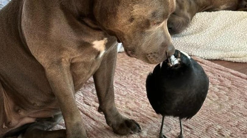 Peggy og Molly kan igen lege og hygge med hinanden.&nbsp;